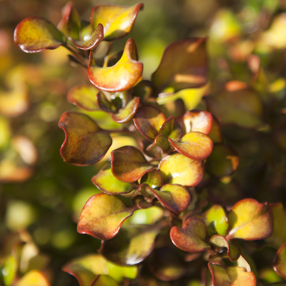 Coprosma Pina Colada (9cm)