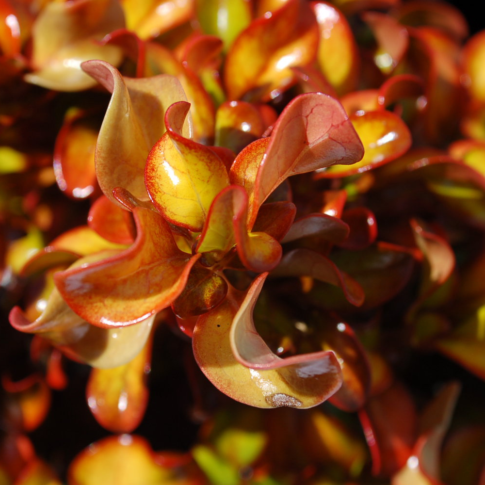 Coprosma Pina Colada (9cm)