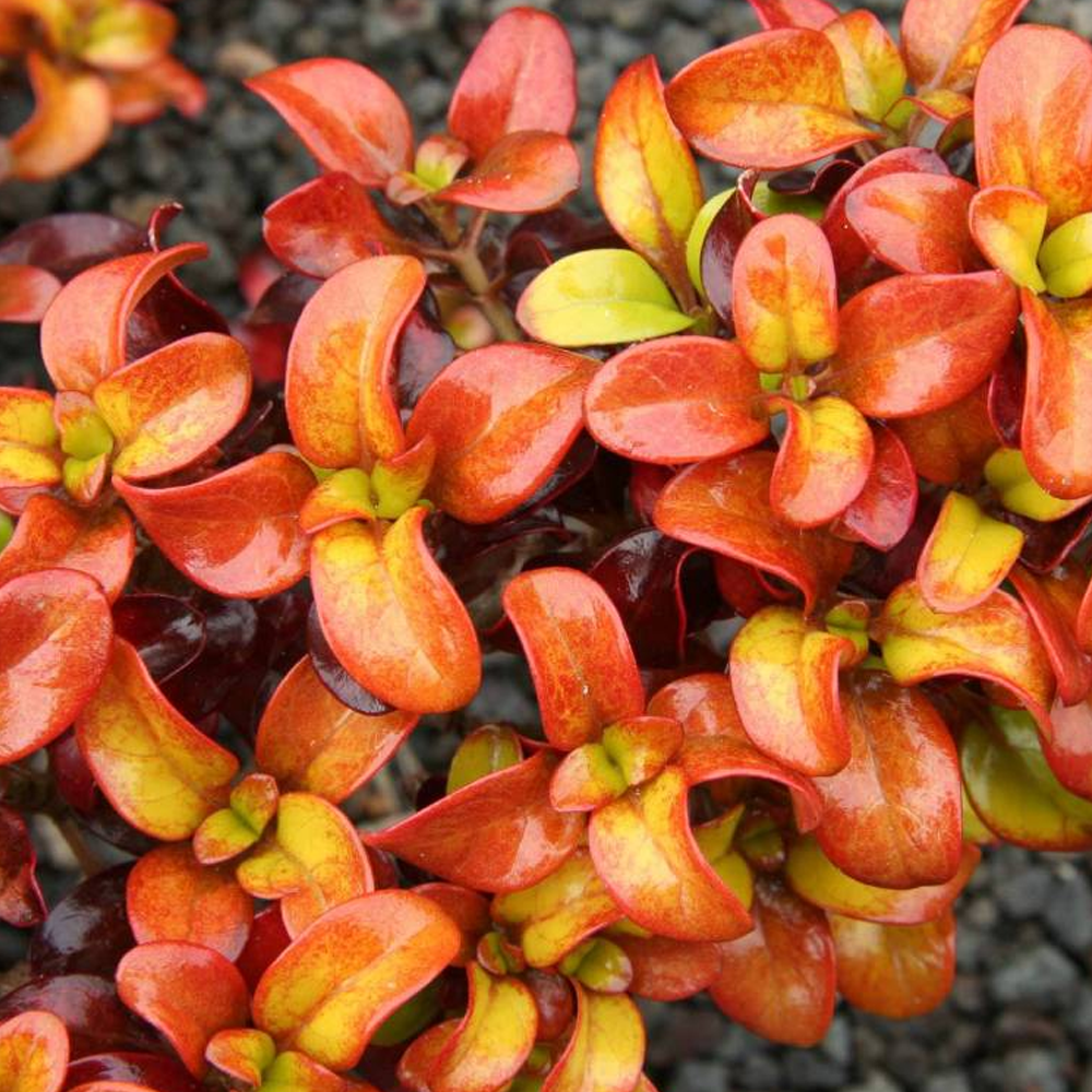 Coprosma Pina Colada (9cm)