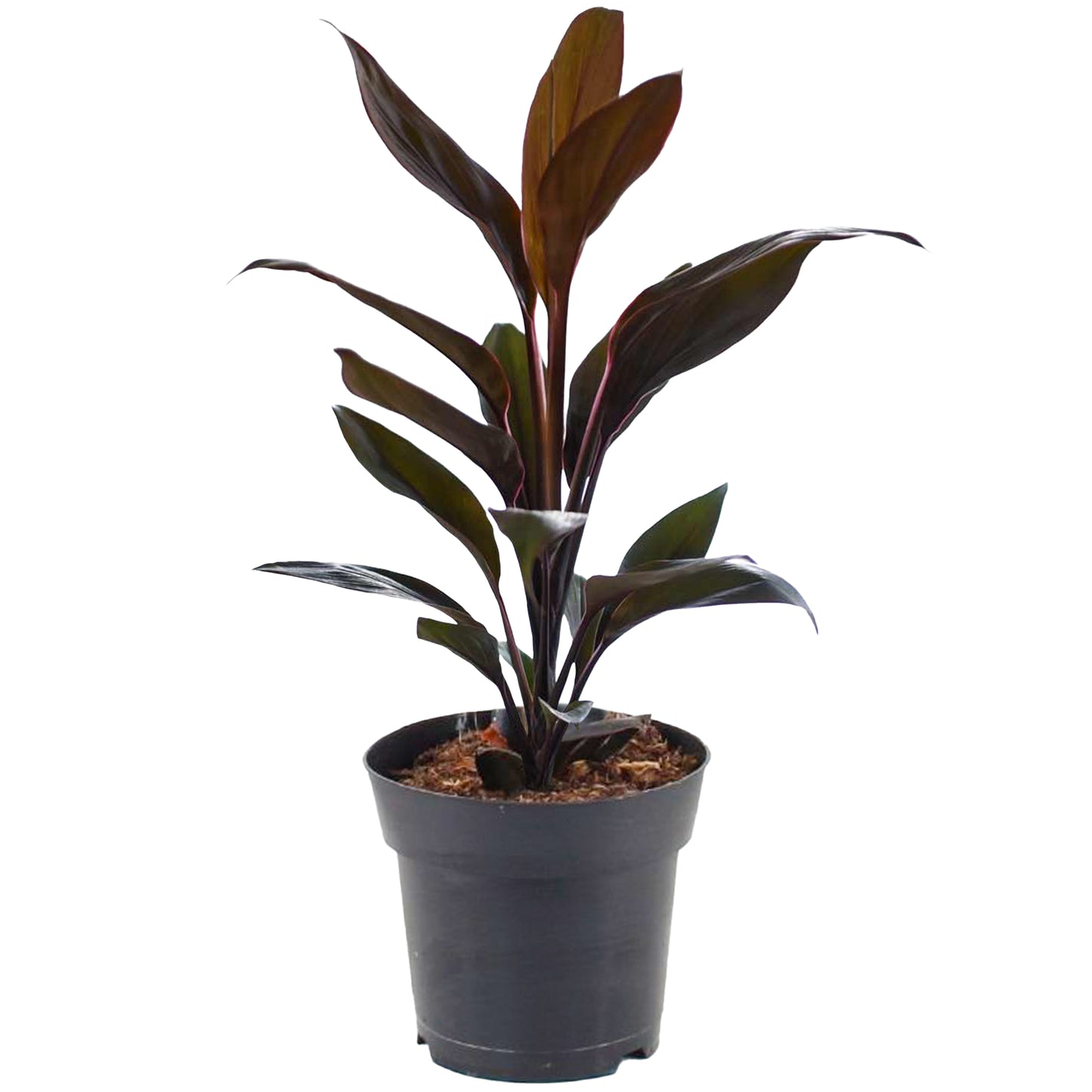 Cordyline Tango