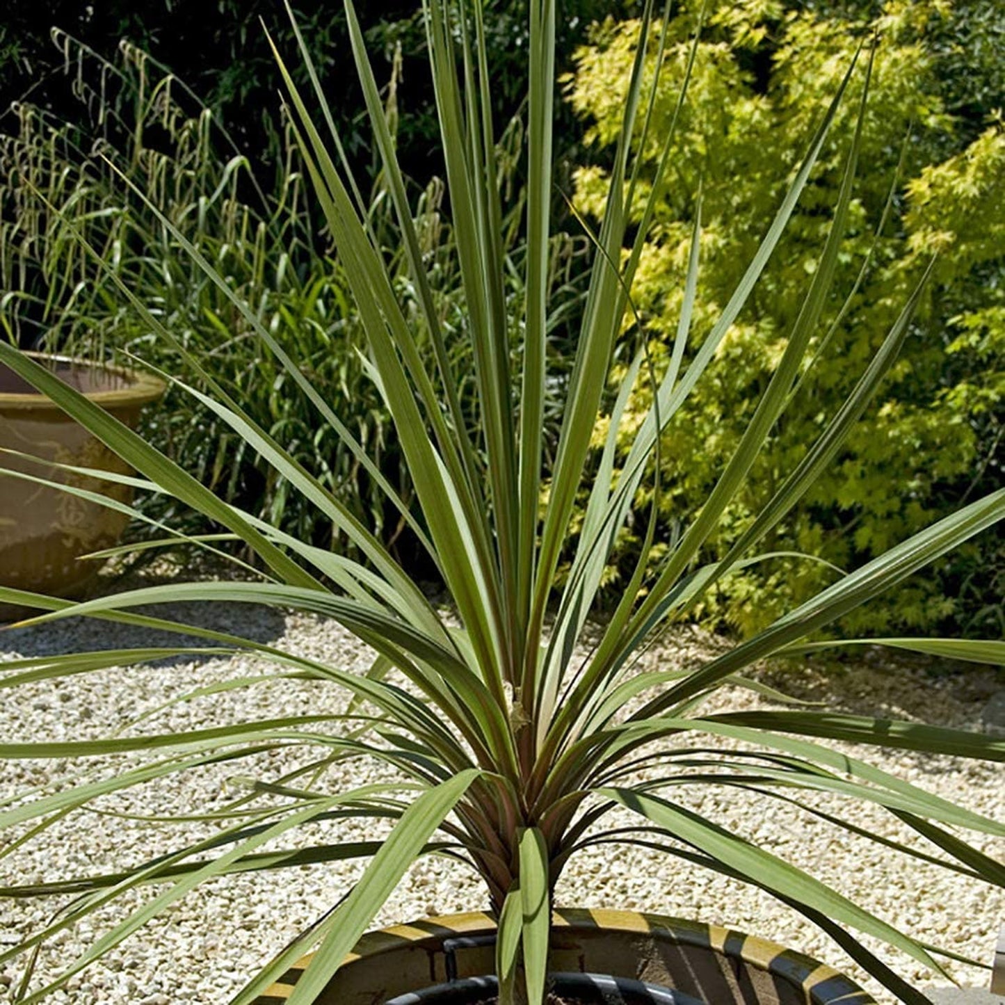 Cordyline Atlantic Green (9cm, V3)