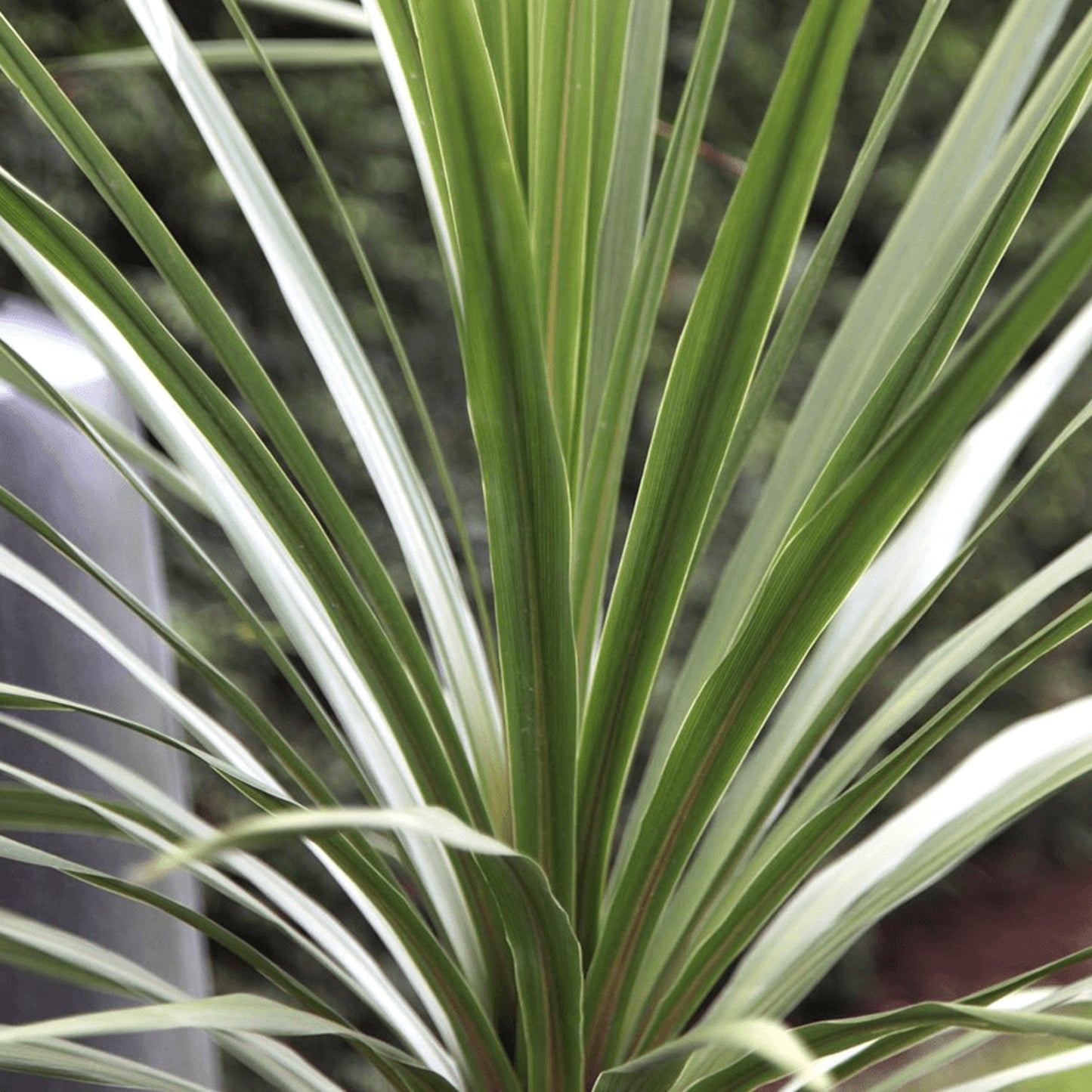 Cordyline Atlantic Green (9cm, V3)