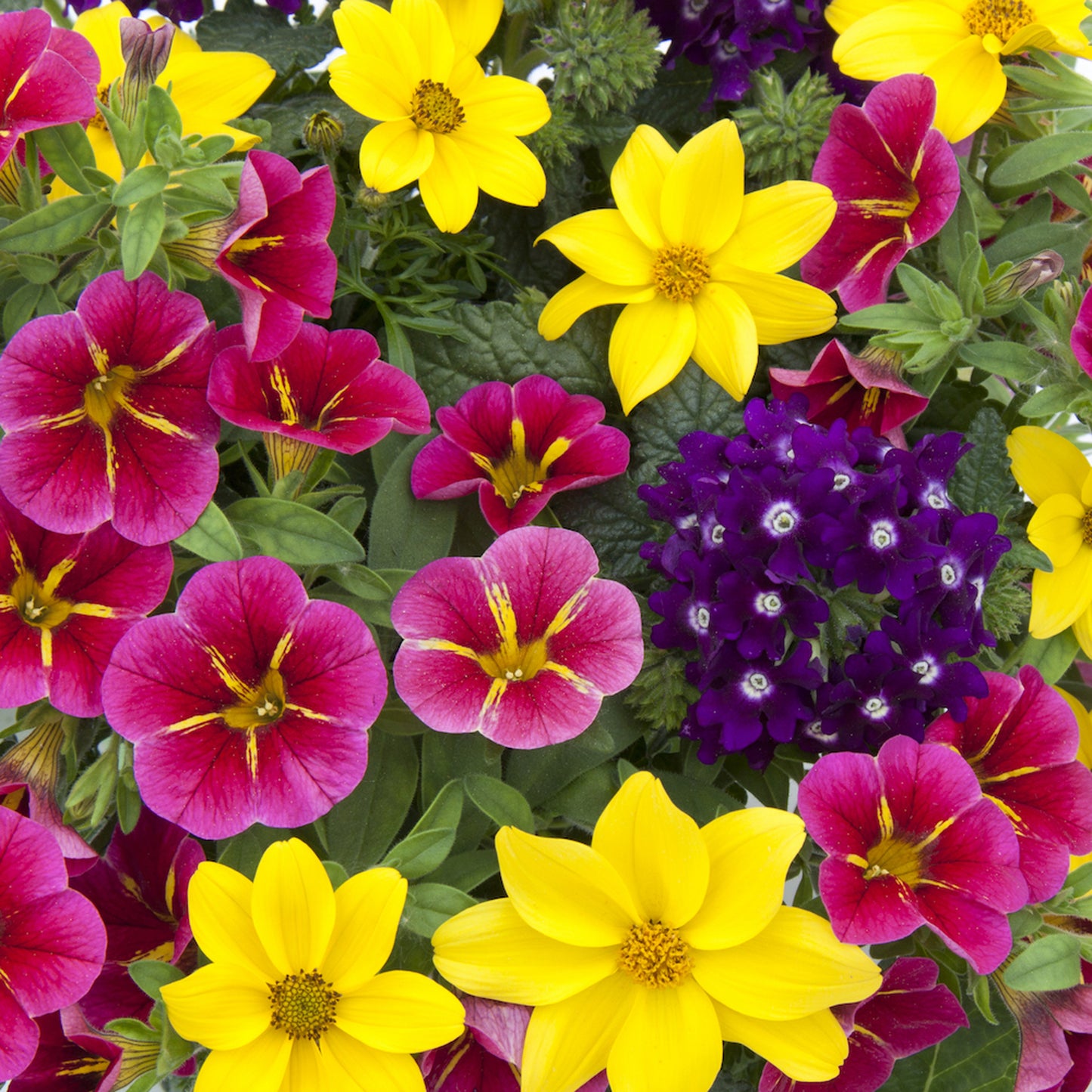 Basket Plants - Trio Cracker (13cm)