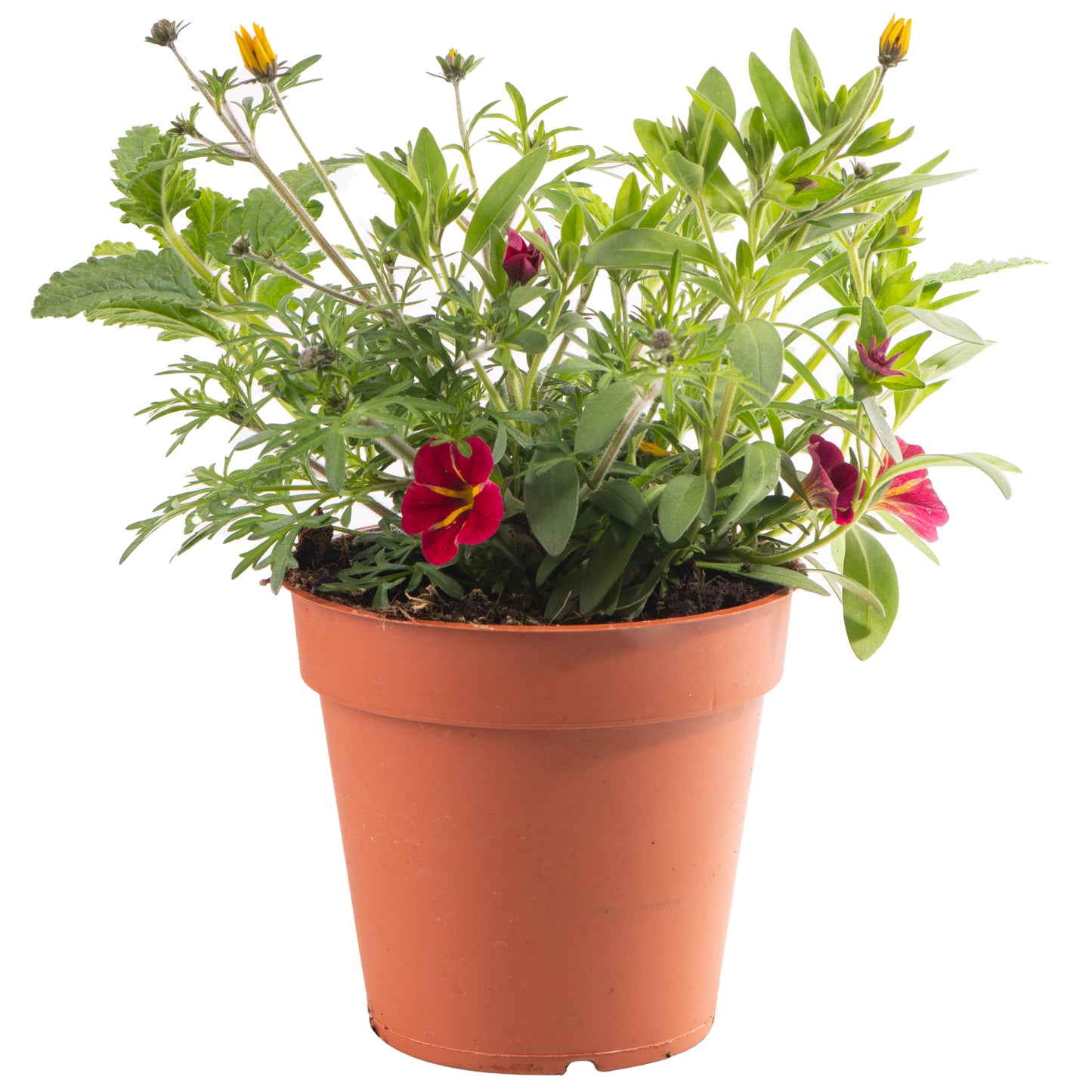 Basket Plants - Trio Cracker (13cm)