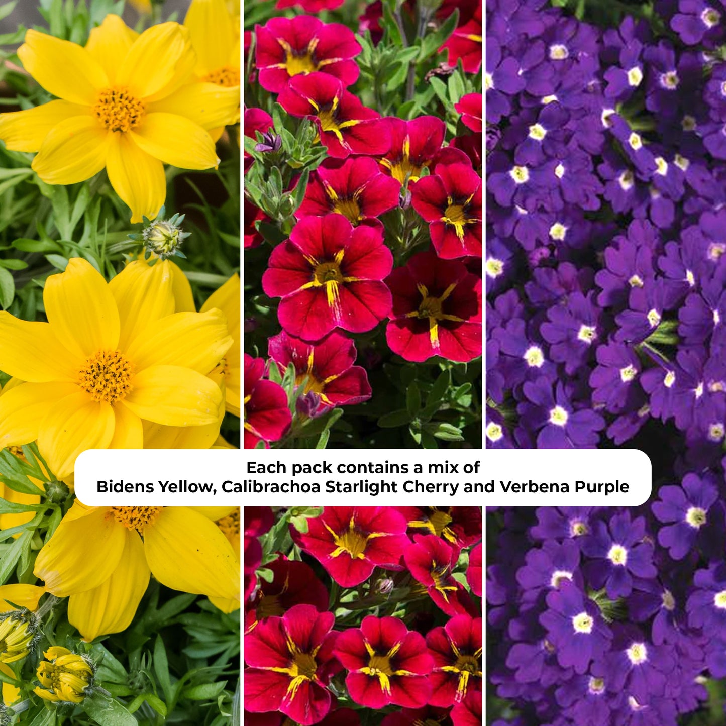 Basket Plants - Trio Cracker (13cm)