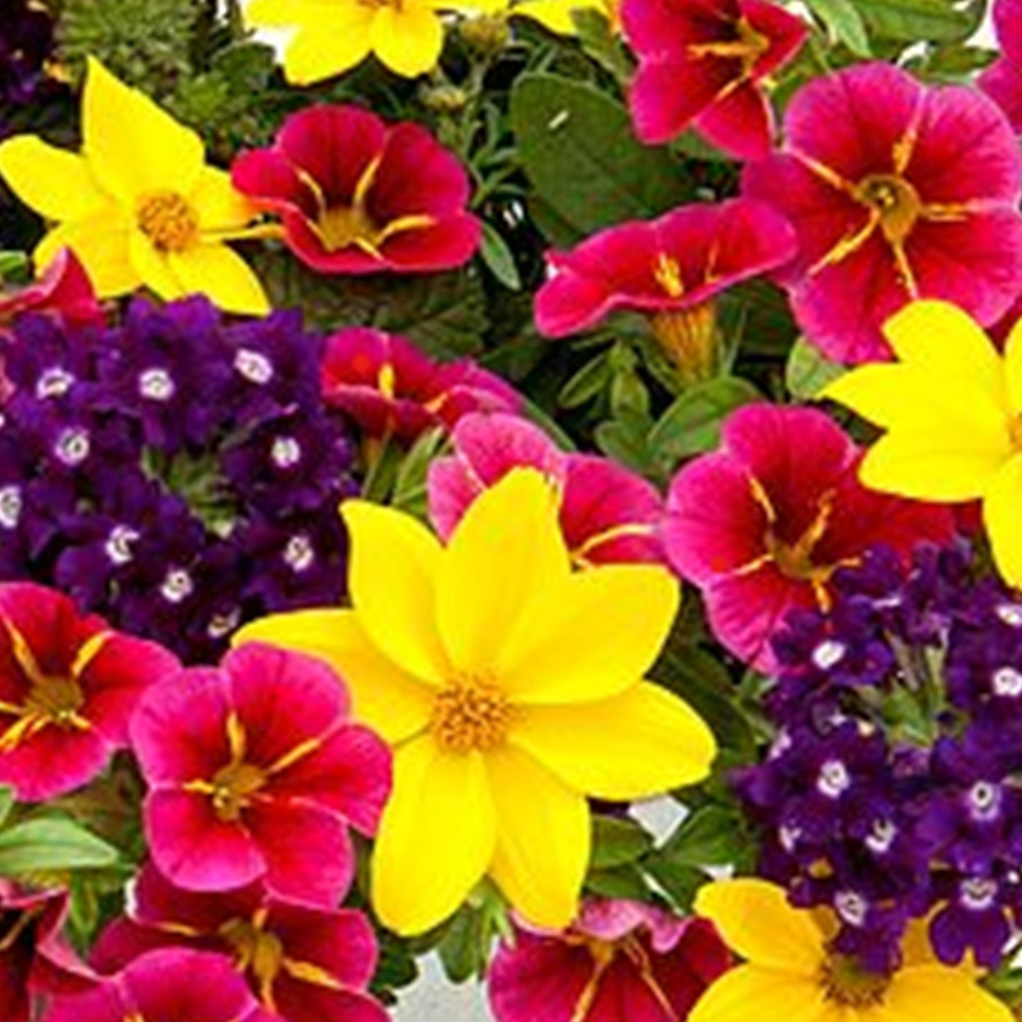 Basket Plants - Trio Cracker (13cm)
