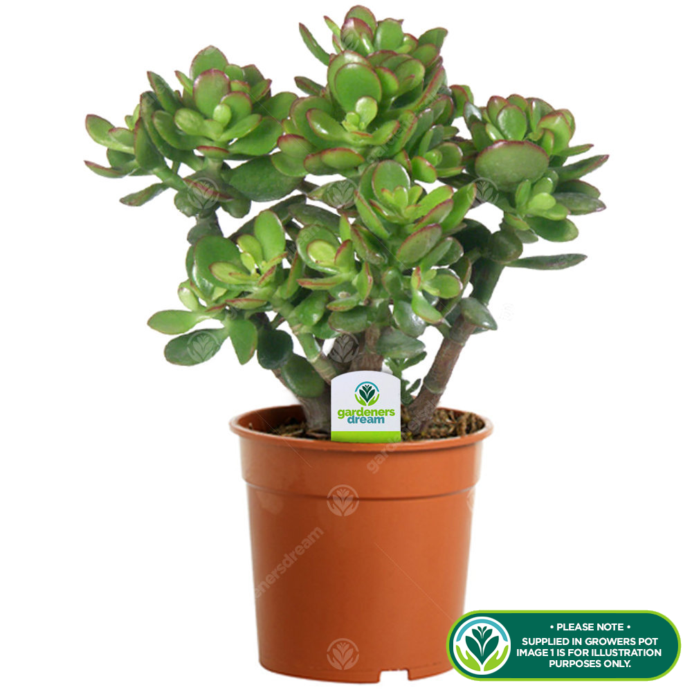 Crassula minor (12cm, V1)