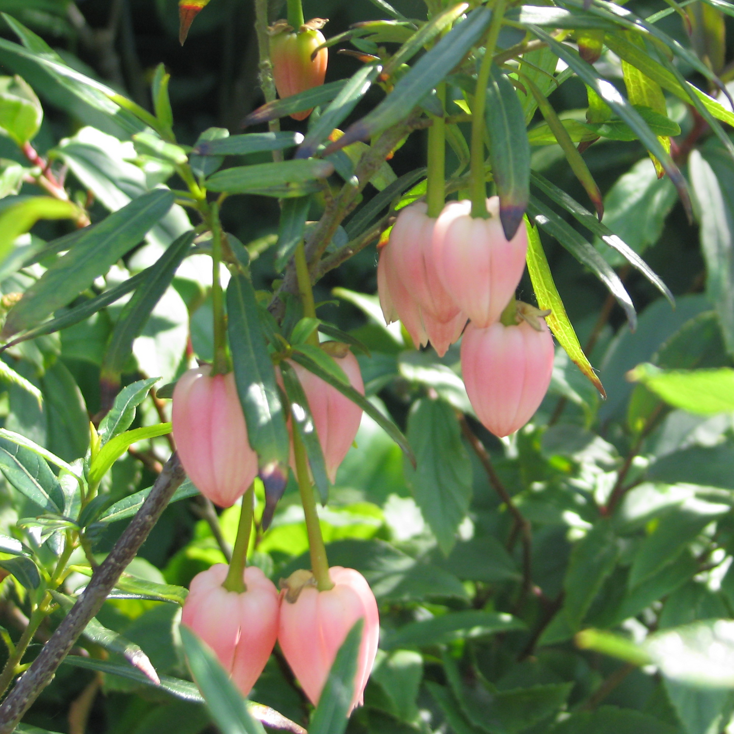 Crinodendron Ada Hoffmann (9cm)