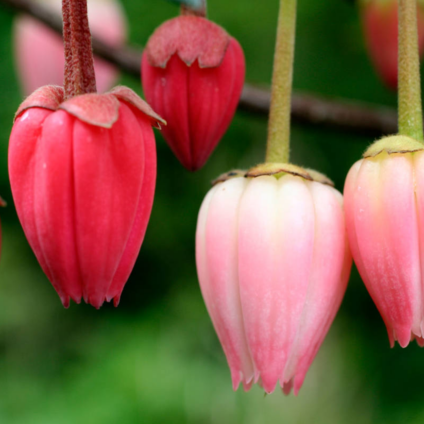 Crinodendron Ada Hoffmann (9cm)