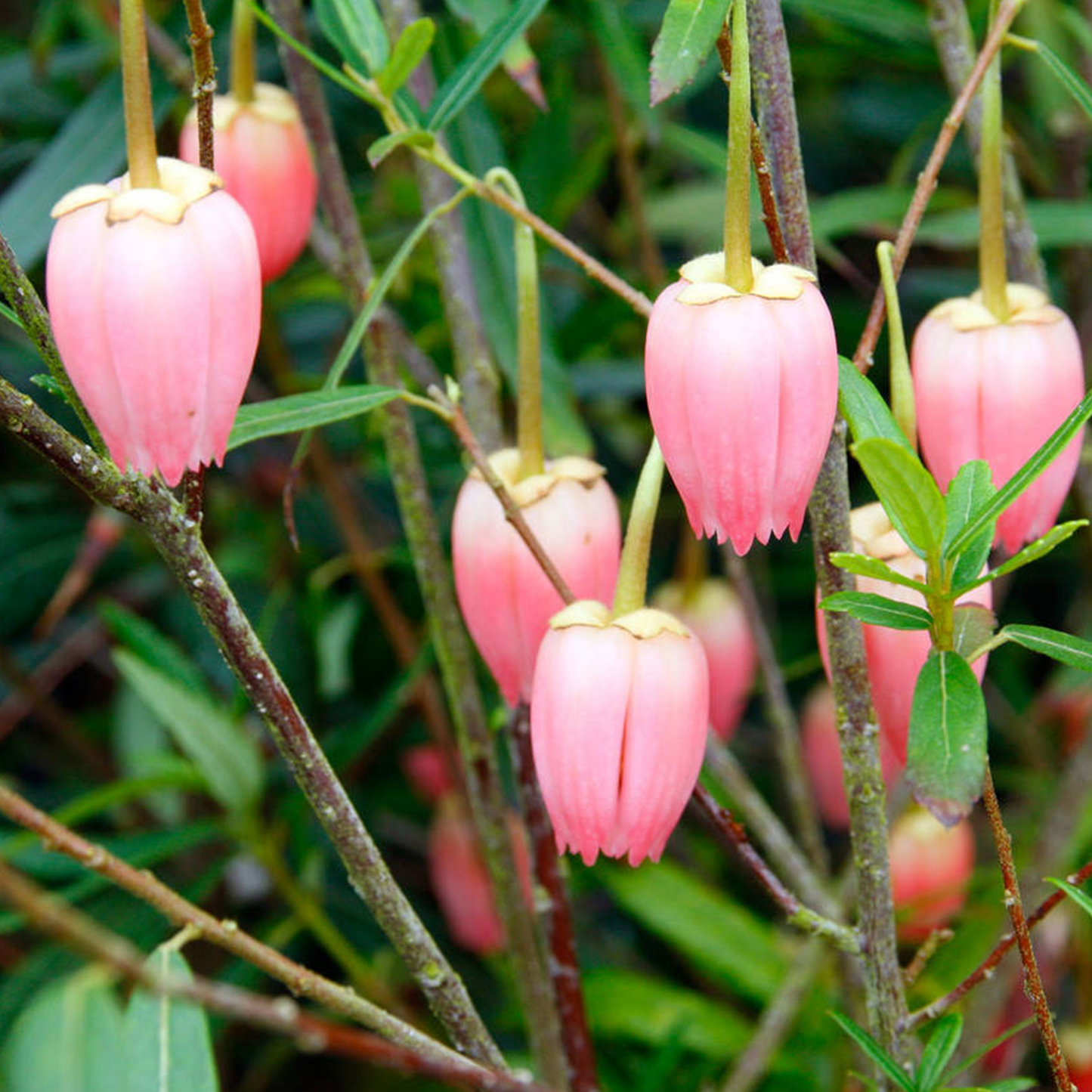 Crinodendron Ada Hoffmann (9cm)