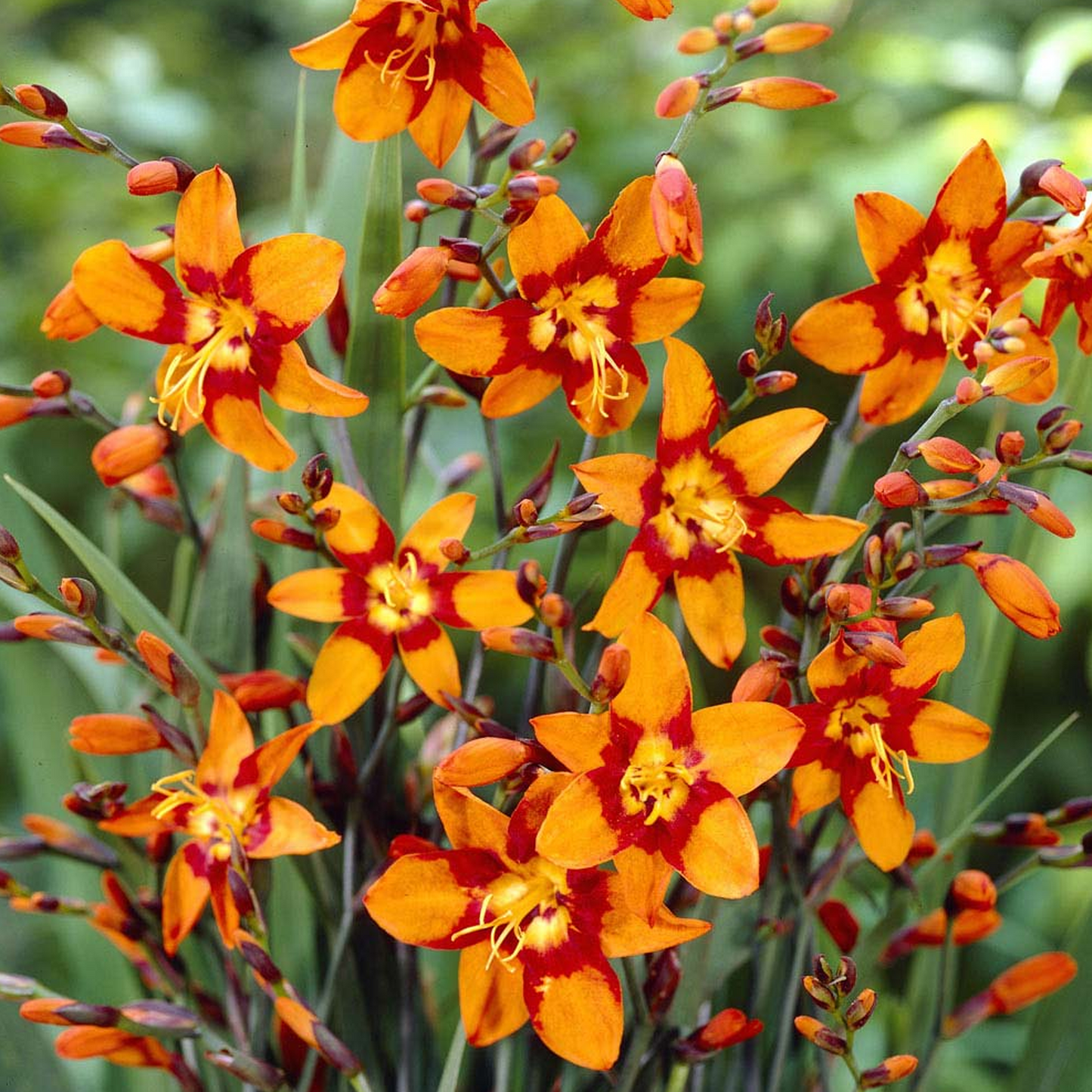 Crocosmia Emily Mckenzie (9cm)