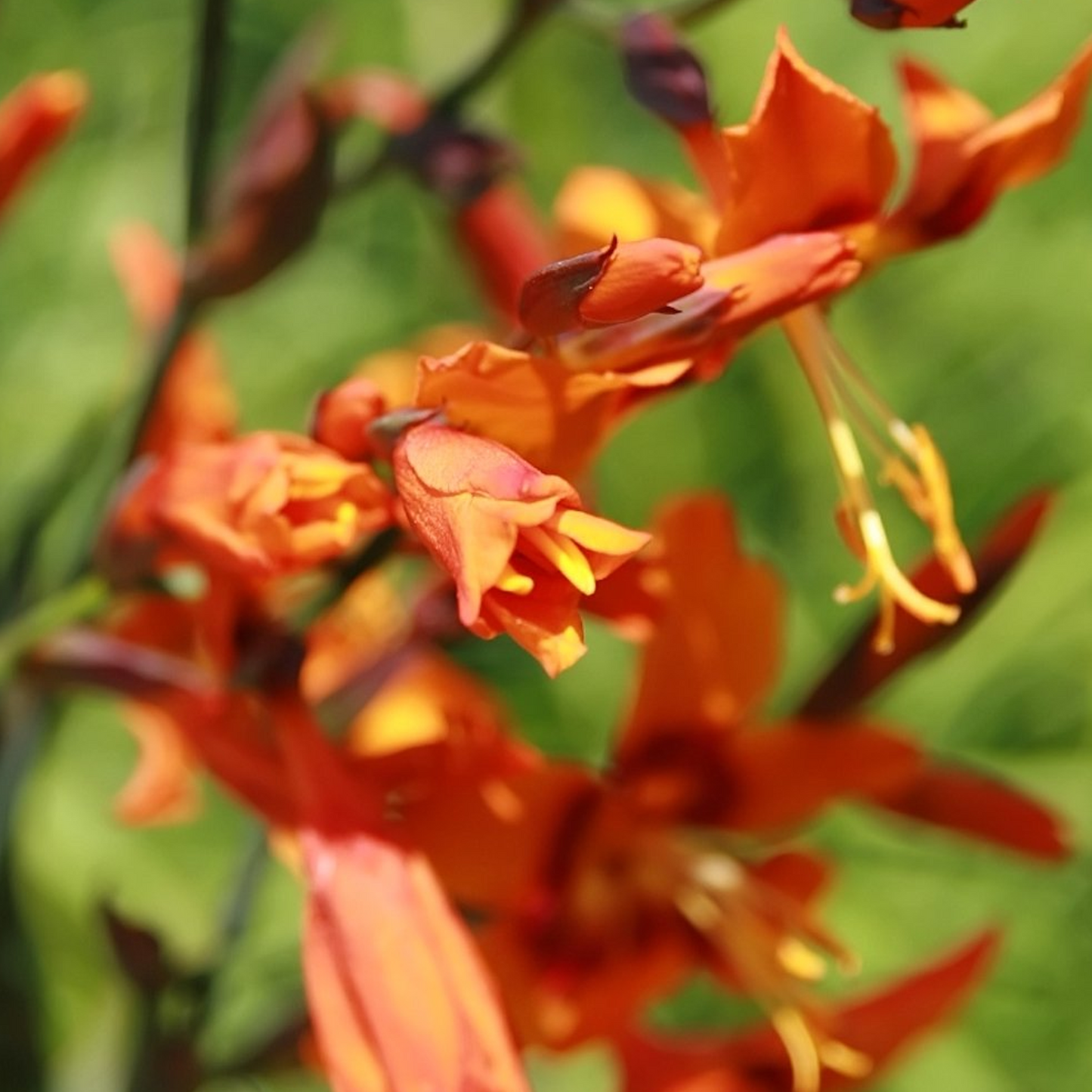 Crocosmia Emily Mckenzie (9cm)