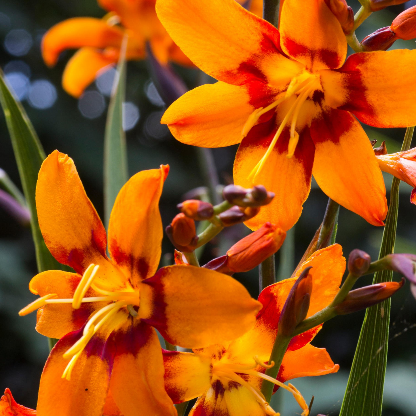 Crocosmia Emily Mckenzie (9cm)