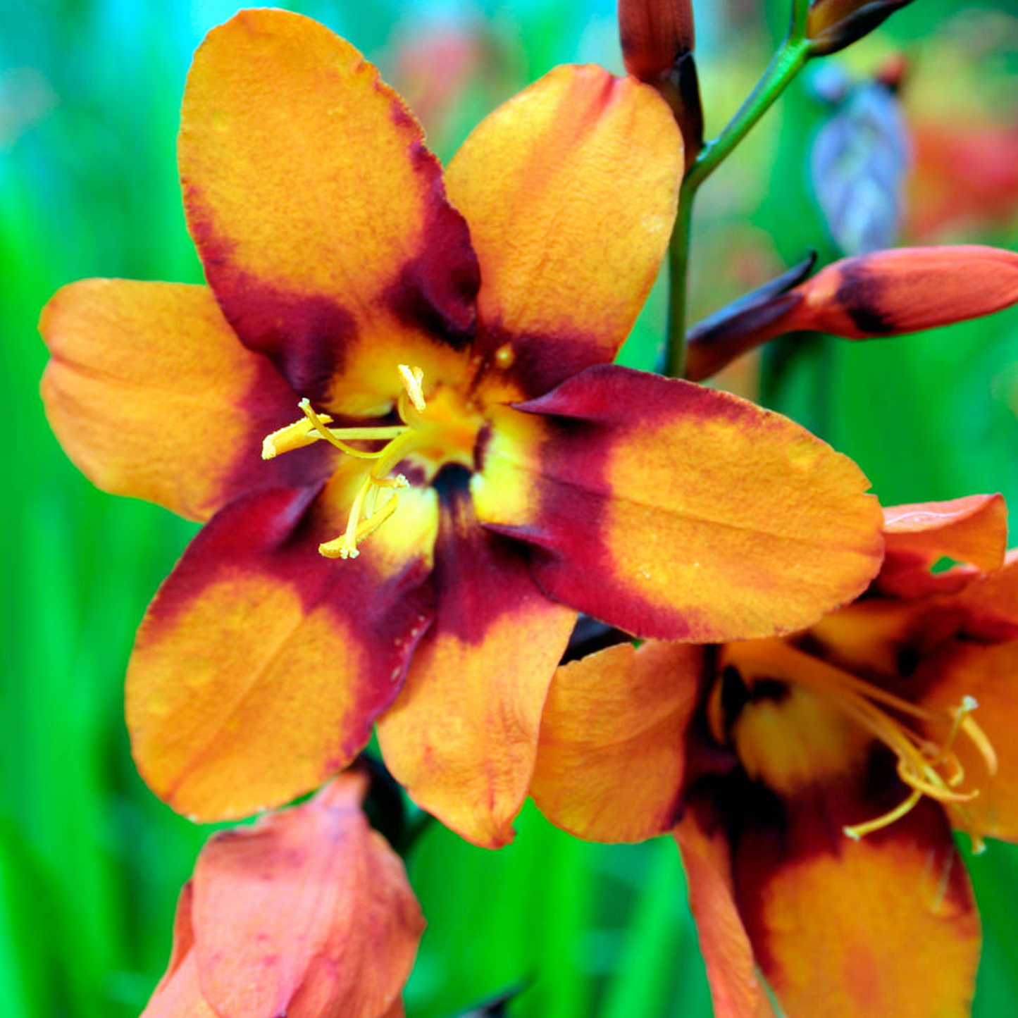 Crocosmia Emily Mckenzie (9cm)