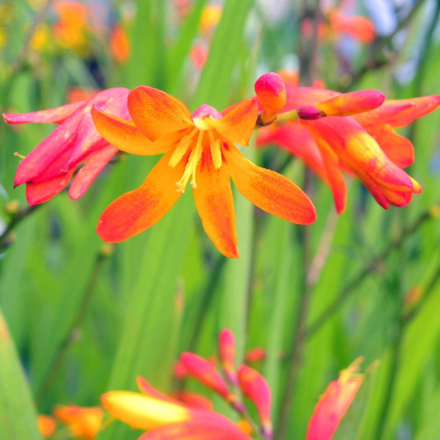 Crocosmia Twilight Fairy Gold (9cm)