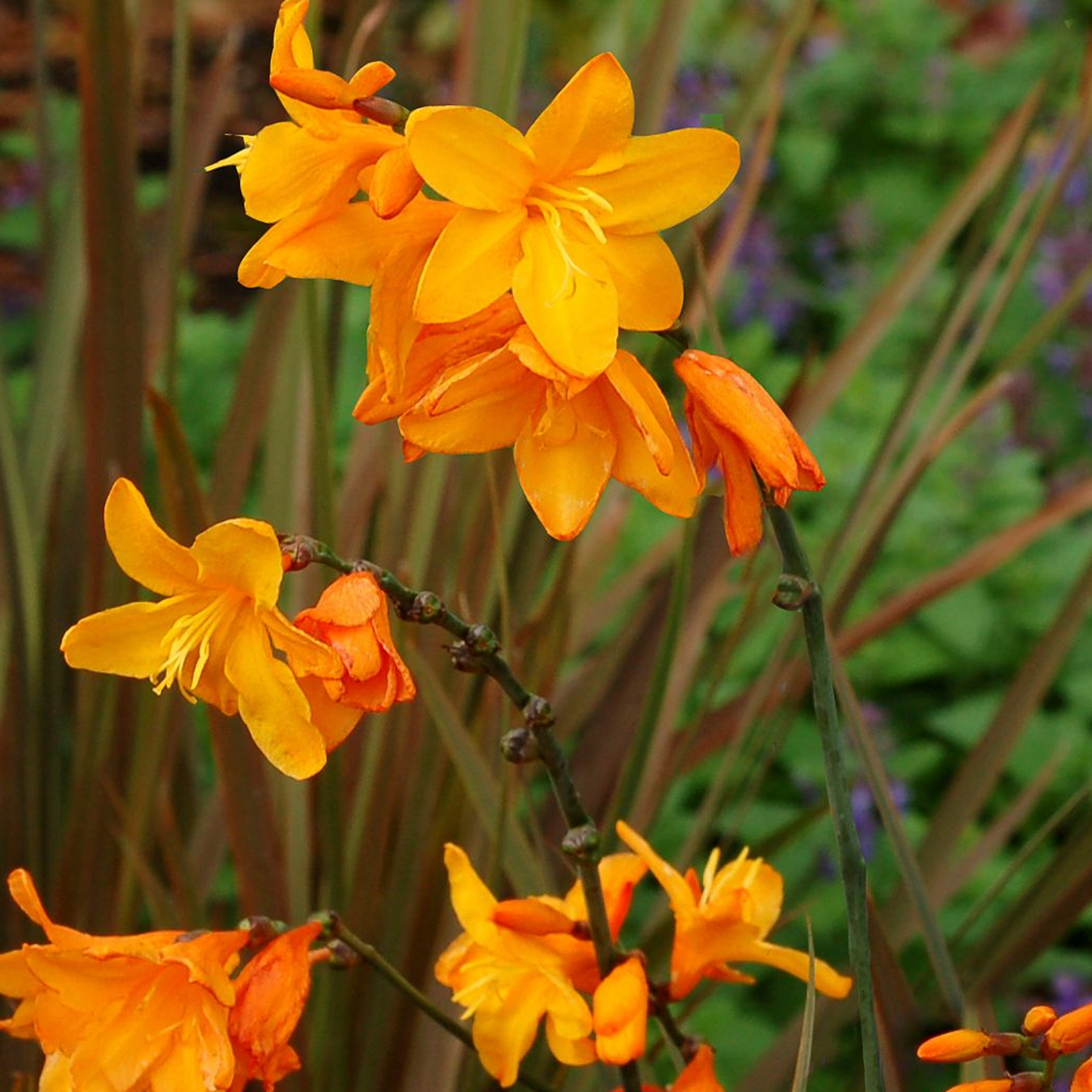Crocosmia Twilight Fairy Gold (9cm)