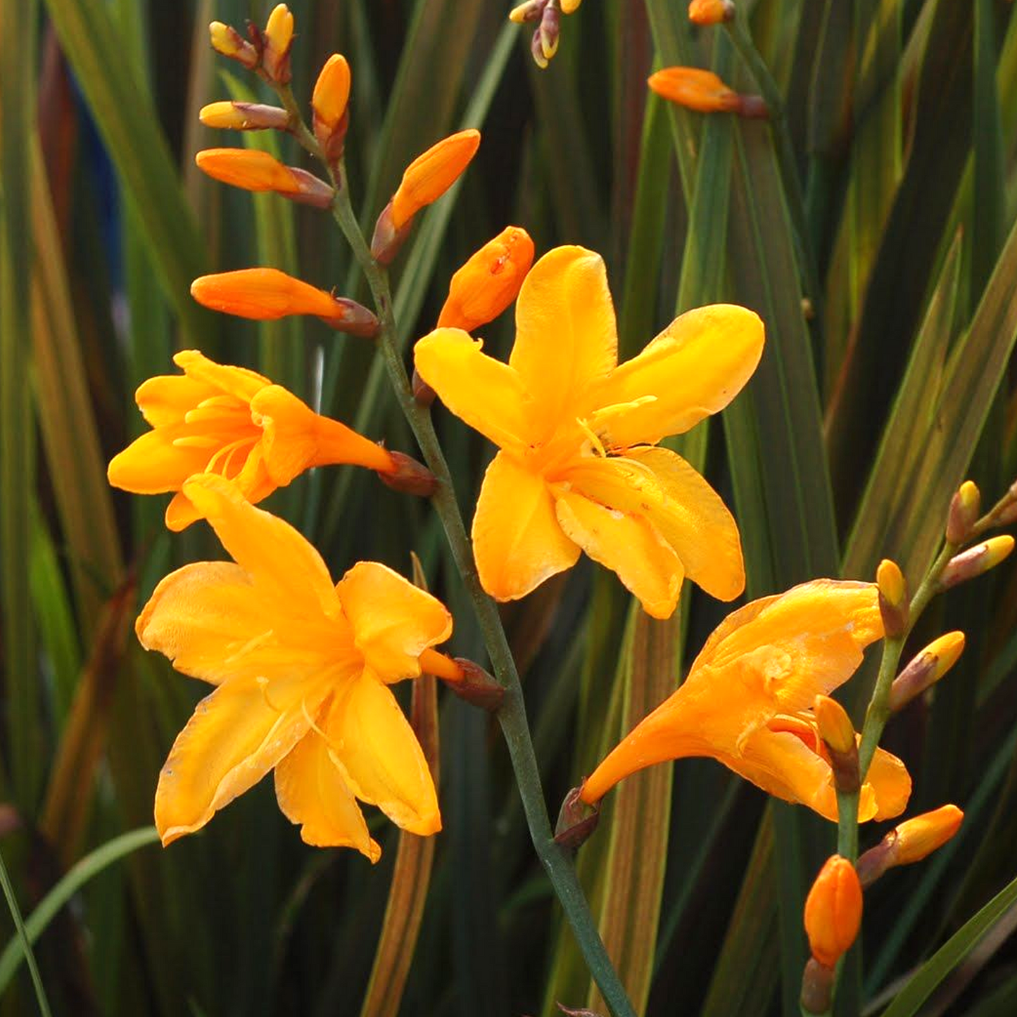 Crocosmia Twilight Fairy Gold (9cm)