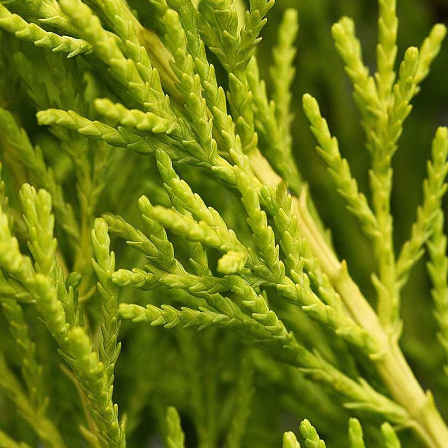 Cupressus Wilma (1L)