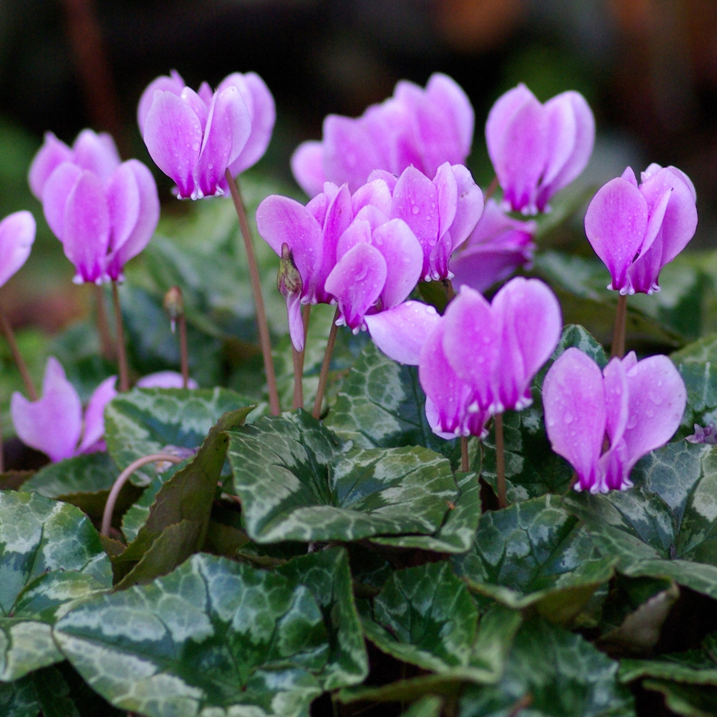 Cyclamen - Purple (12cm)