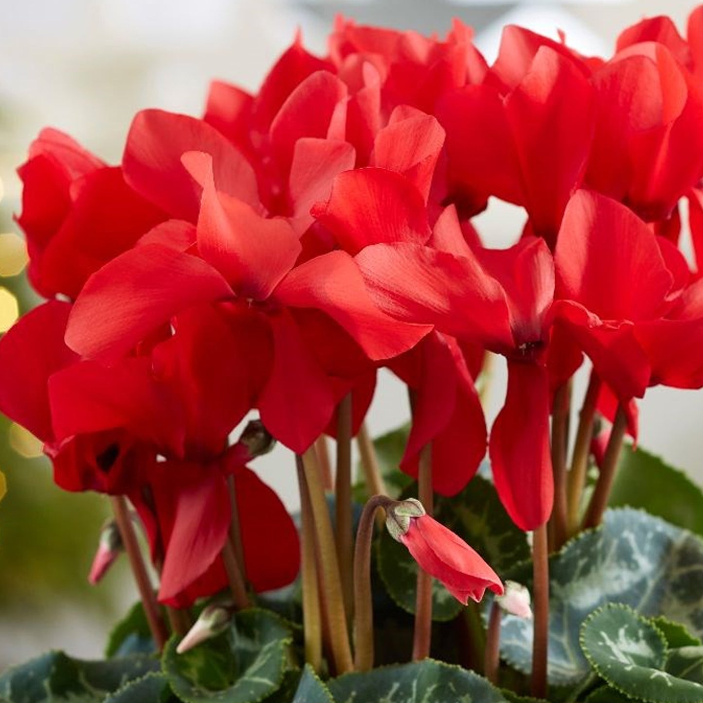 Cyclamen - Red (12cm)