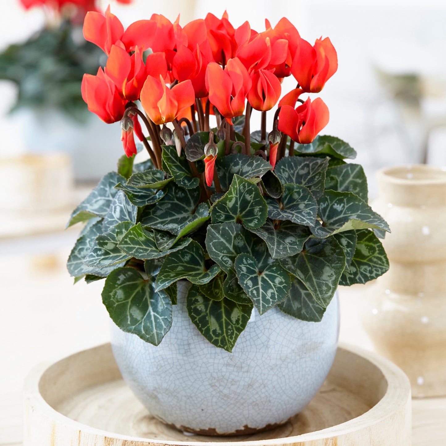 Cyclamen - Red (12cm) V1
