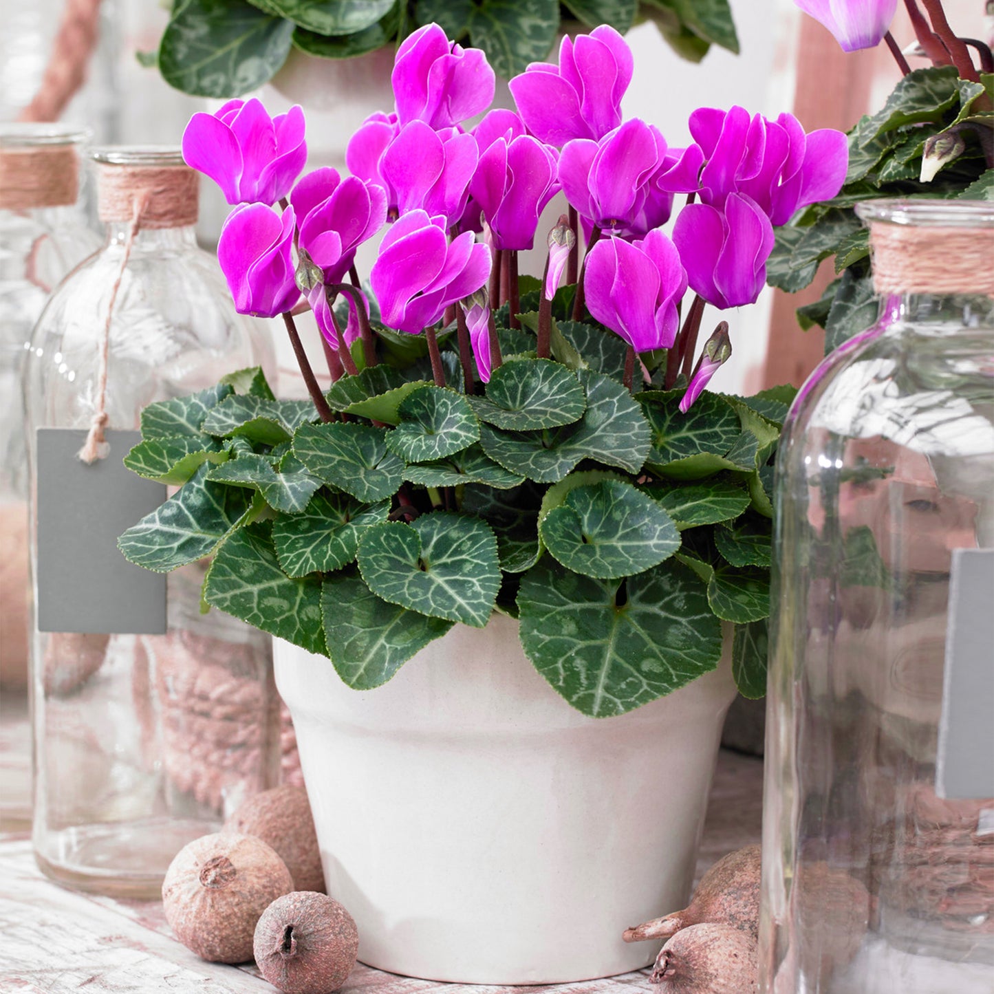 Cyclamen - Purple (12cm) V2