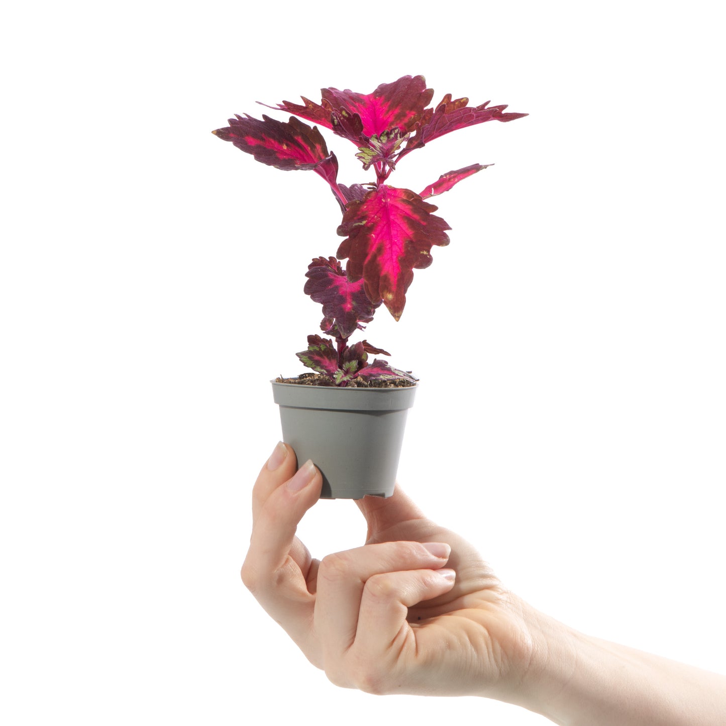 Baby Plants - Coleus Stained Glassworks Royalty