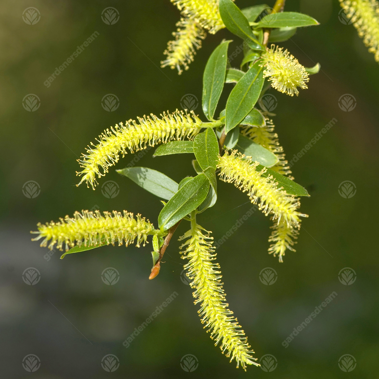 Salix Chrysocoma Tree (12L, 5-6ft)