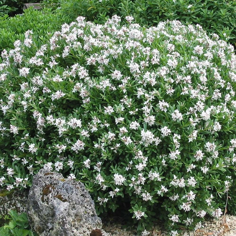 Daphne Eternal Fragrance (9cm)