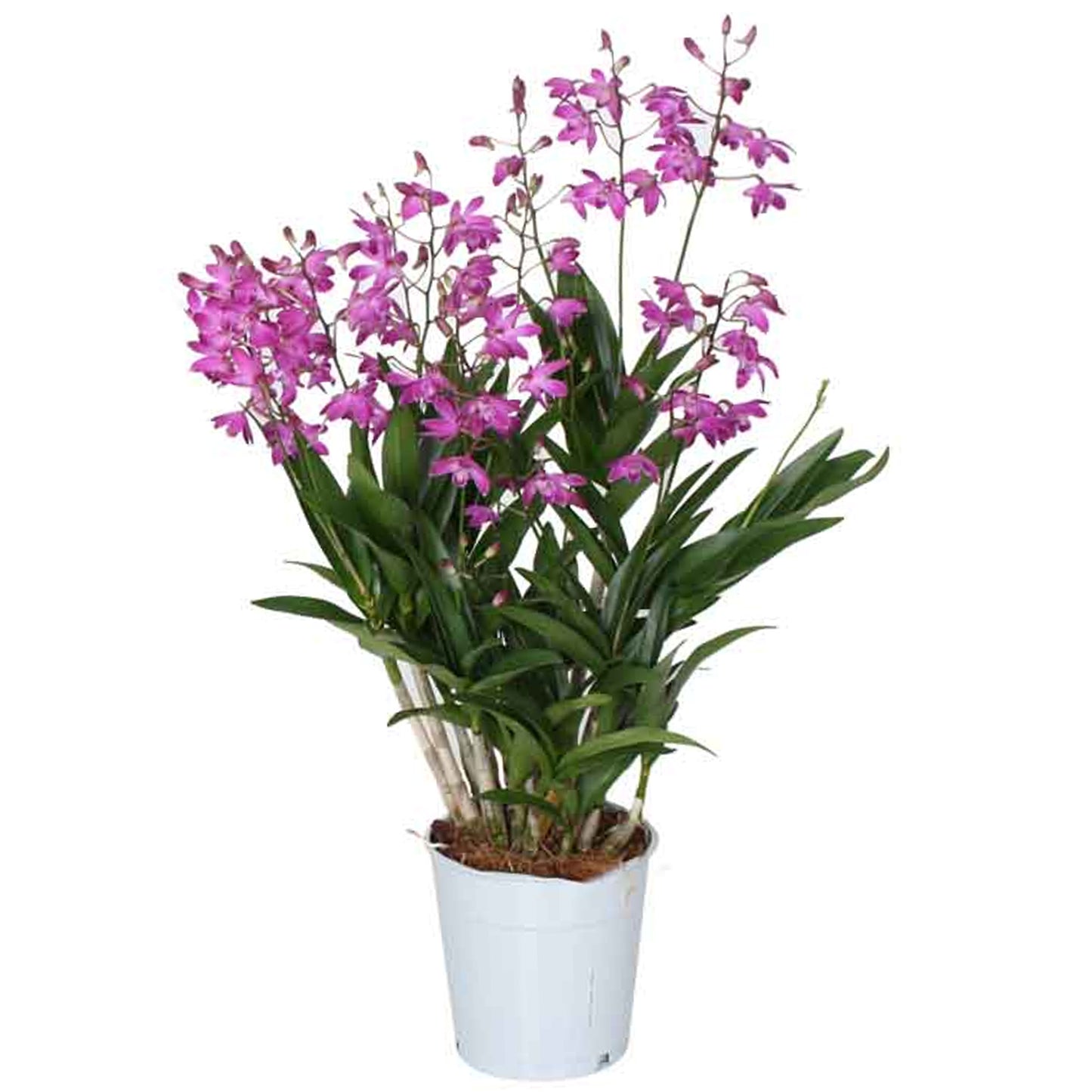 Orchid Dendrobium Berry Oda