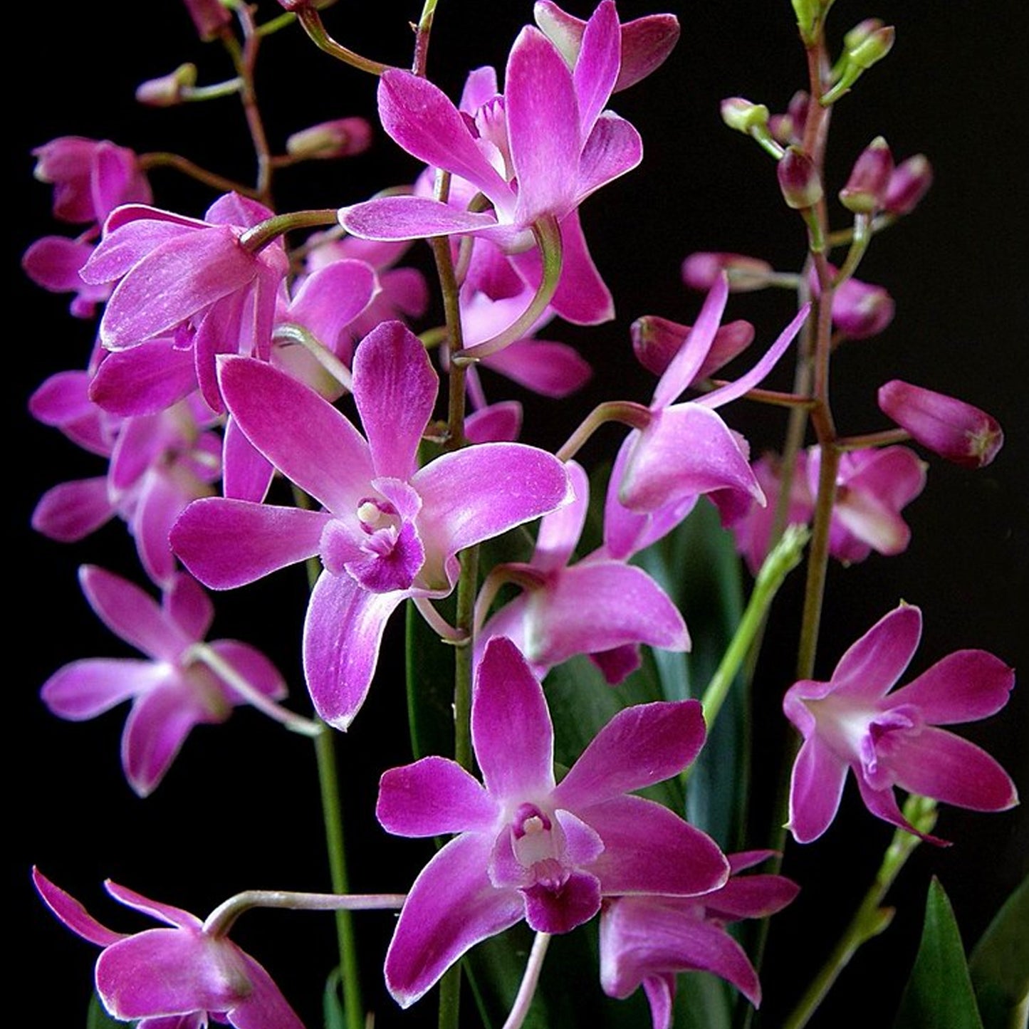 Orchid Dendrobium Berry Oda