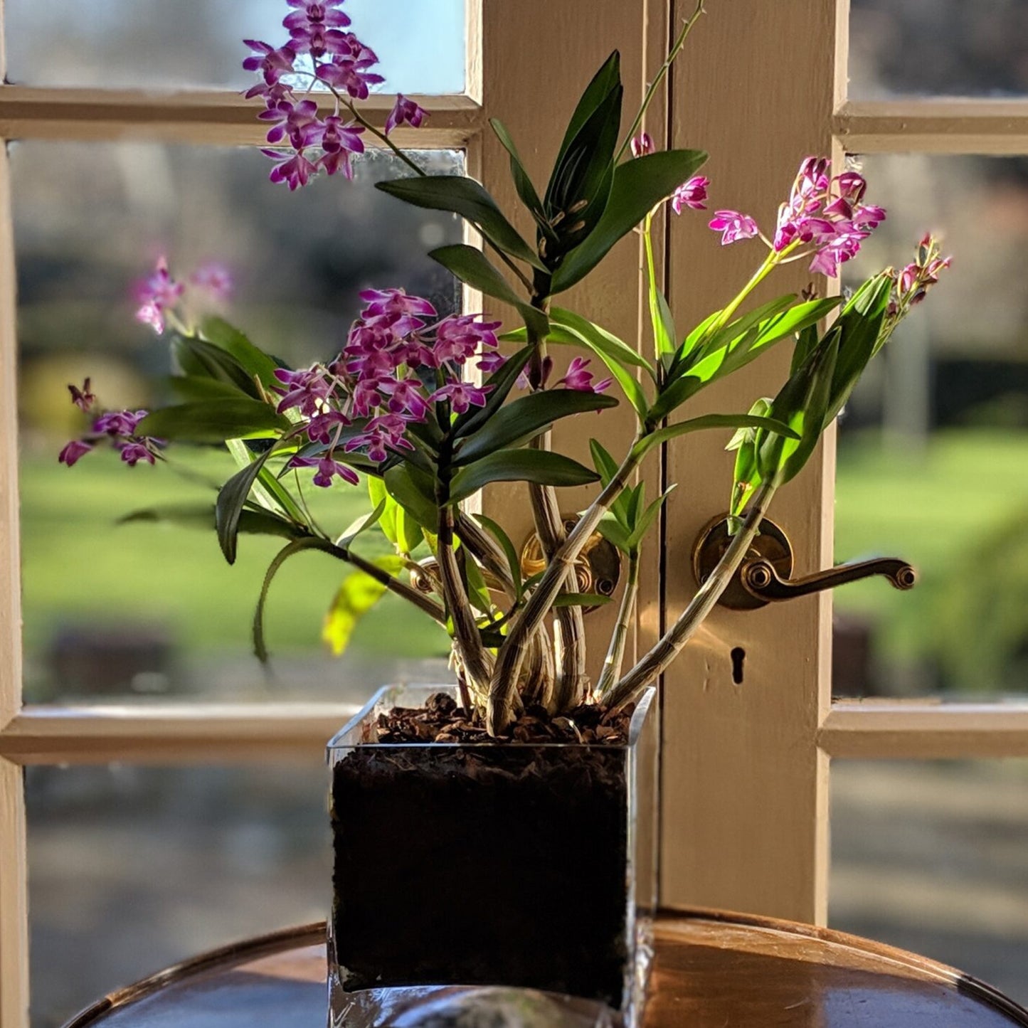 Orchid Dendrobium Berry Oda