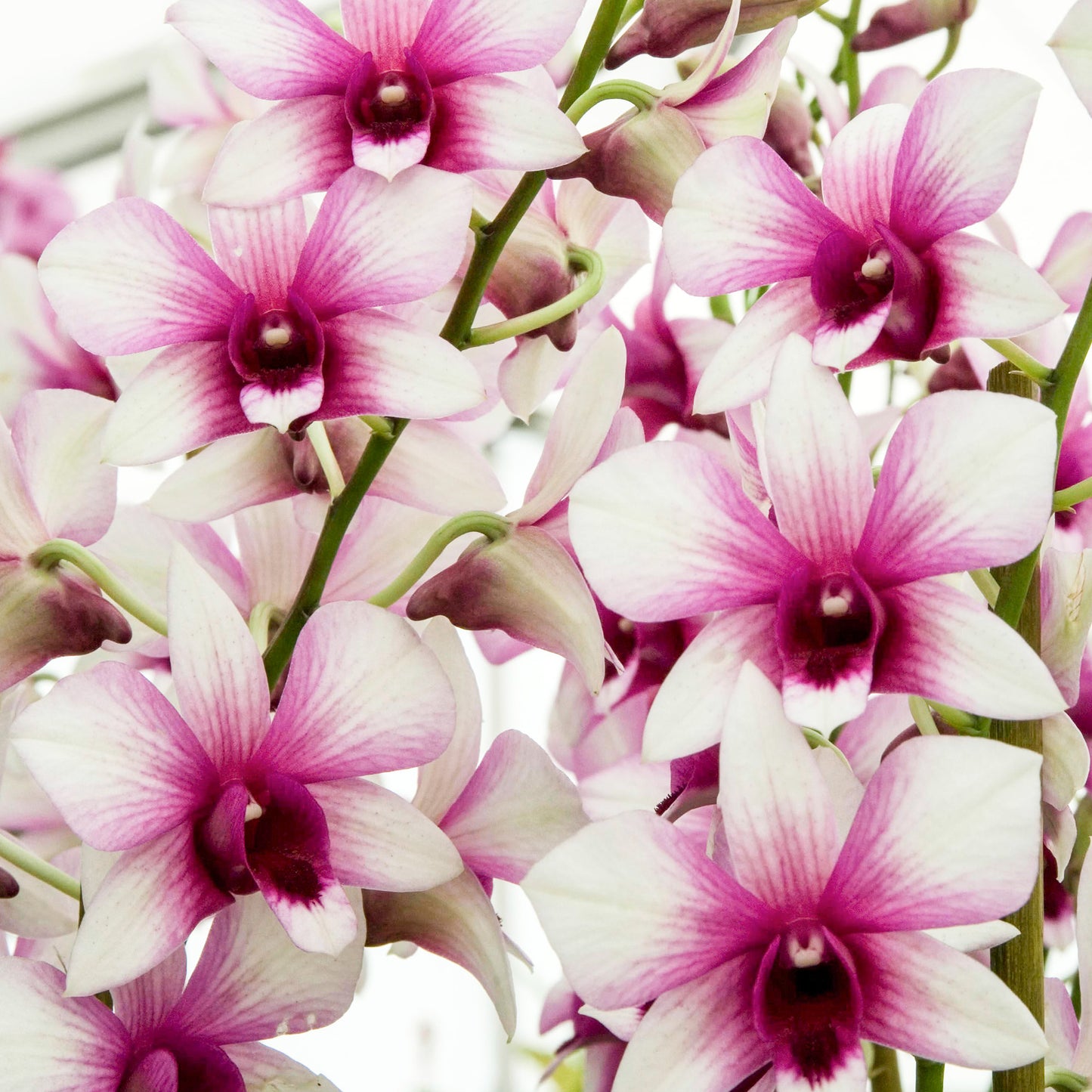 Orchid Dendrobium Sanook Polar Fire