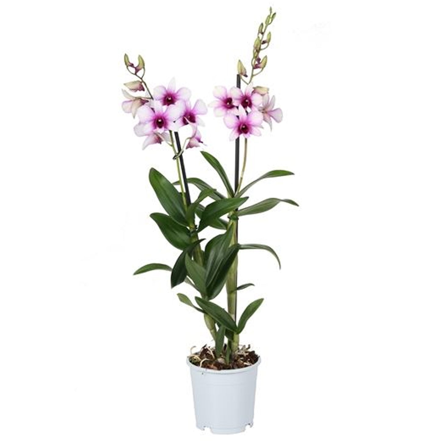 Orchid Dendrobium Sanook Polar Fire