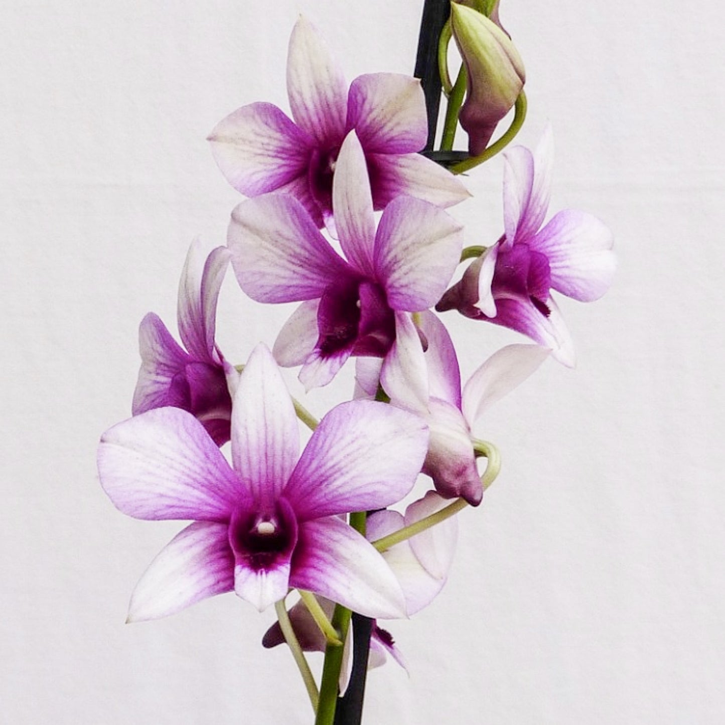 Orchid Dendrobium Sanook Polar Fire