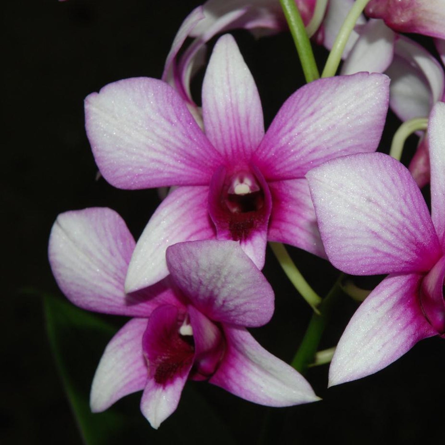 Orchid Dendrobium Sanook Polar Fire