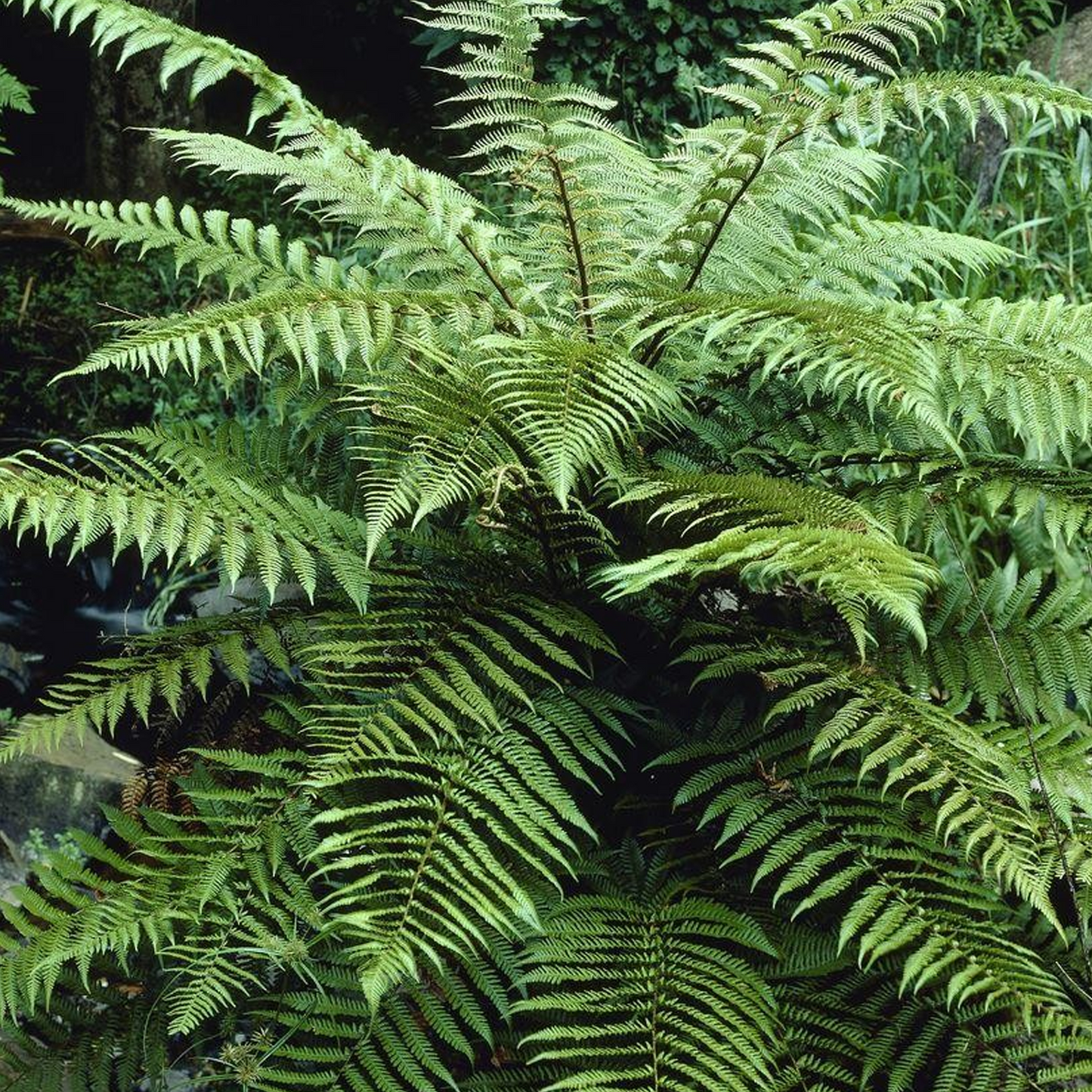 Dicksonia Antarctica (9cm)