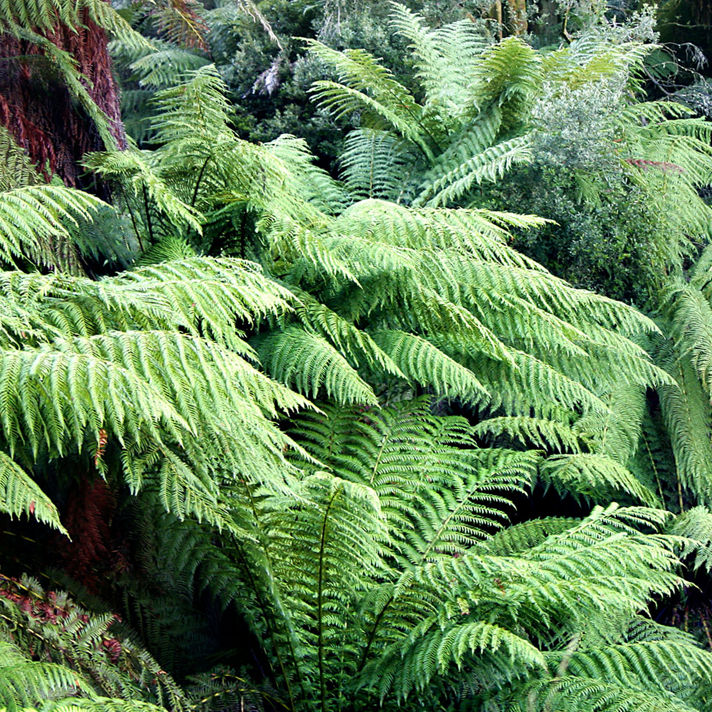 Dicksonia Antarctica (9cm)