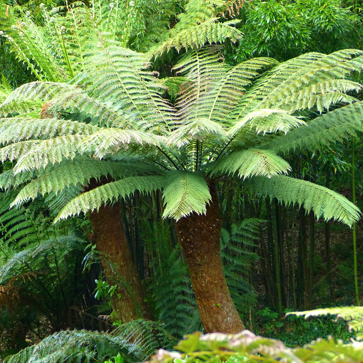 Dicksonia Antarctica (9cm)