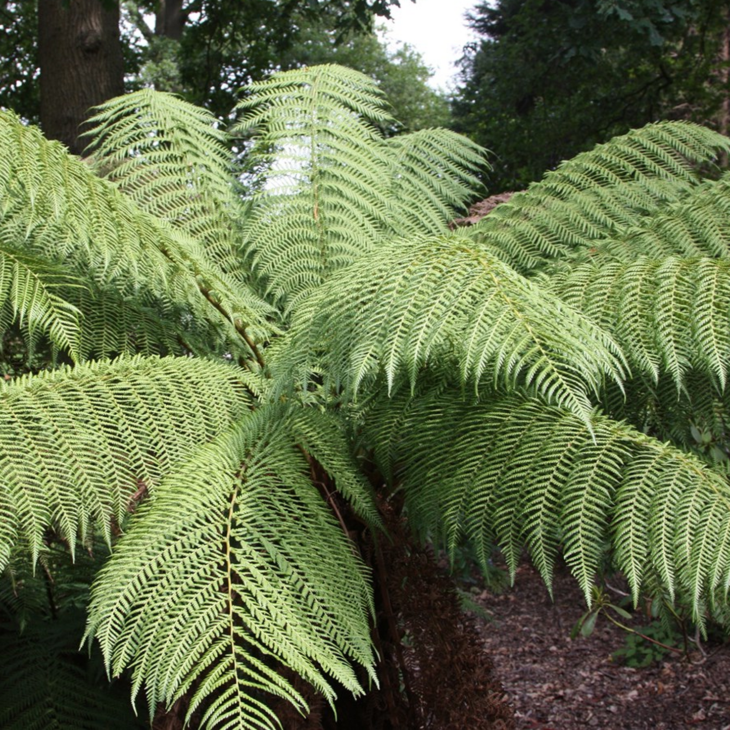 Dicksonia Antarctica (9cm)