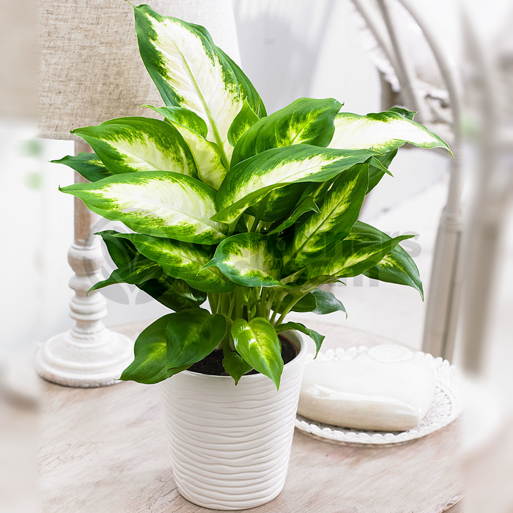 Dieffenbachia Camilla (12cm)