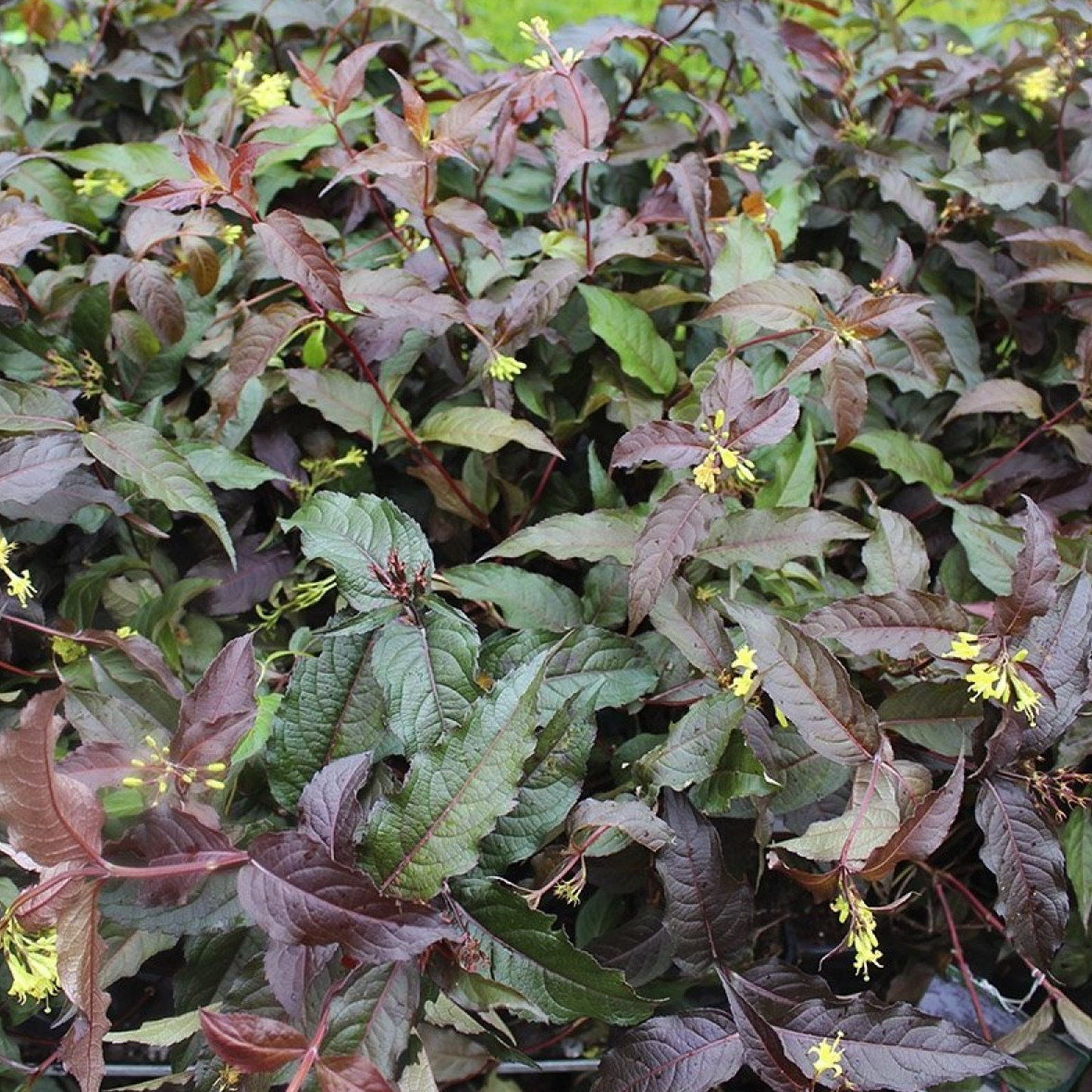 Diervilla Diva (9cm)