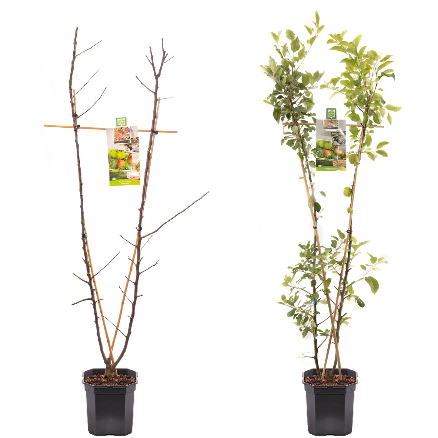 Apple Duo (MM106, 7.5L, 4-5ft)