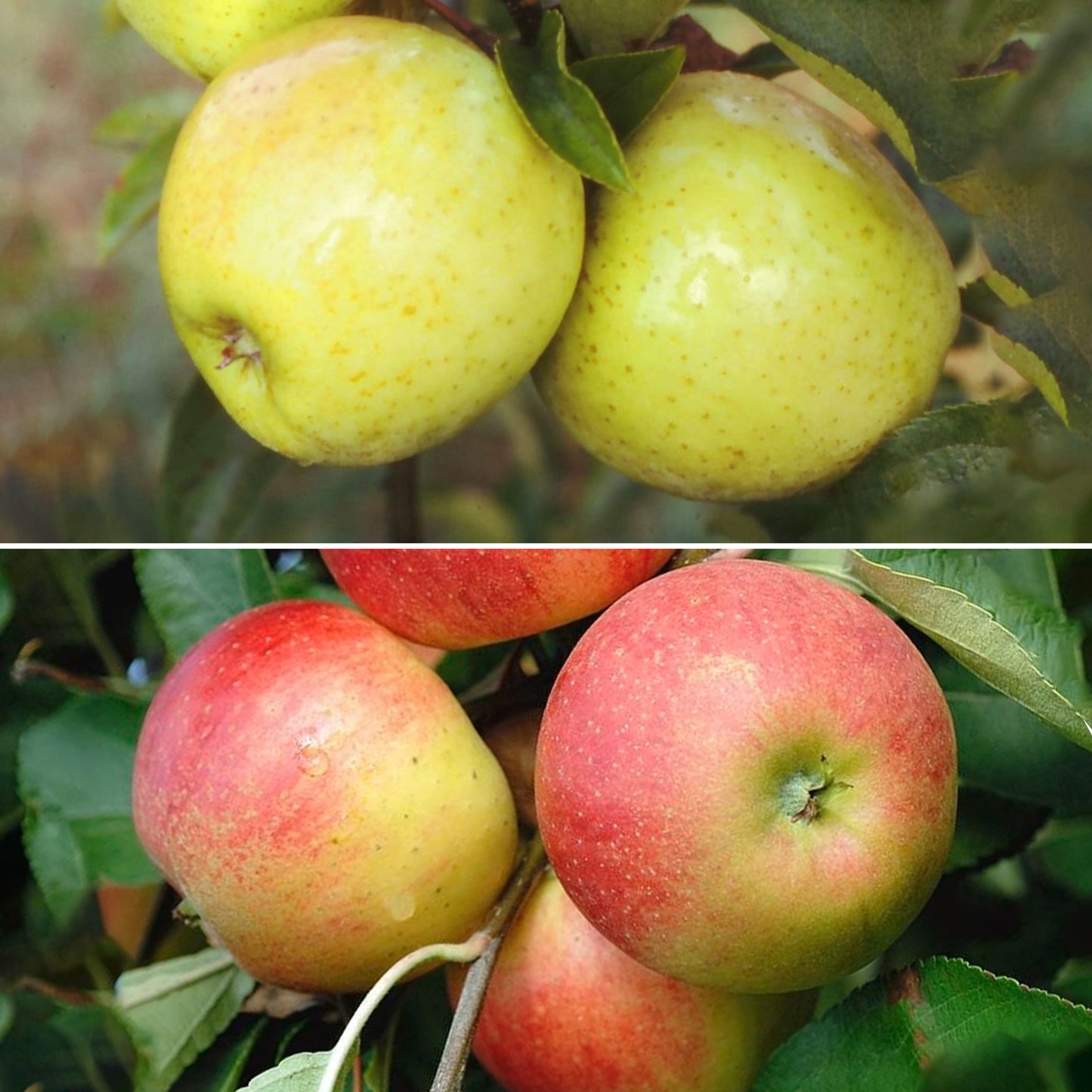 Apple Duo (MM106, 7.5L, 4-5ft)