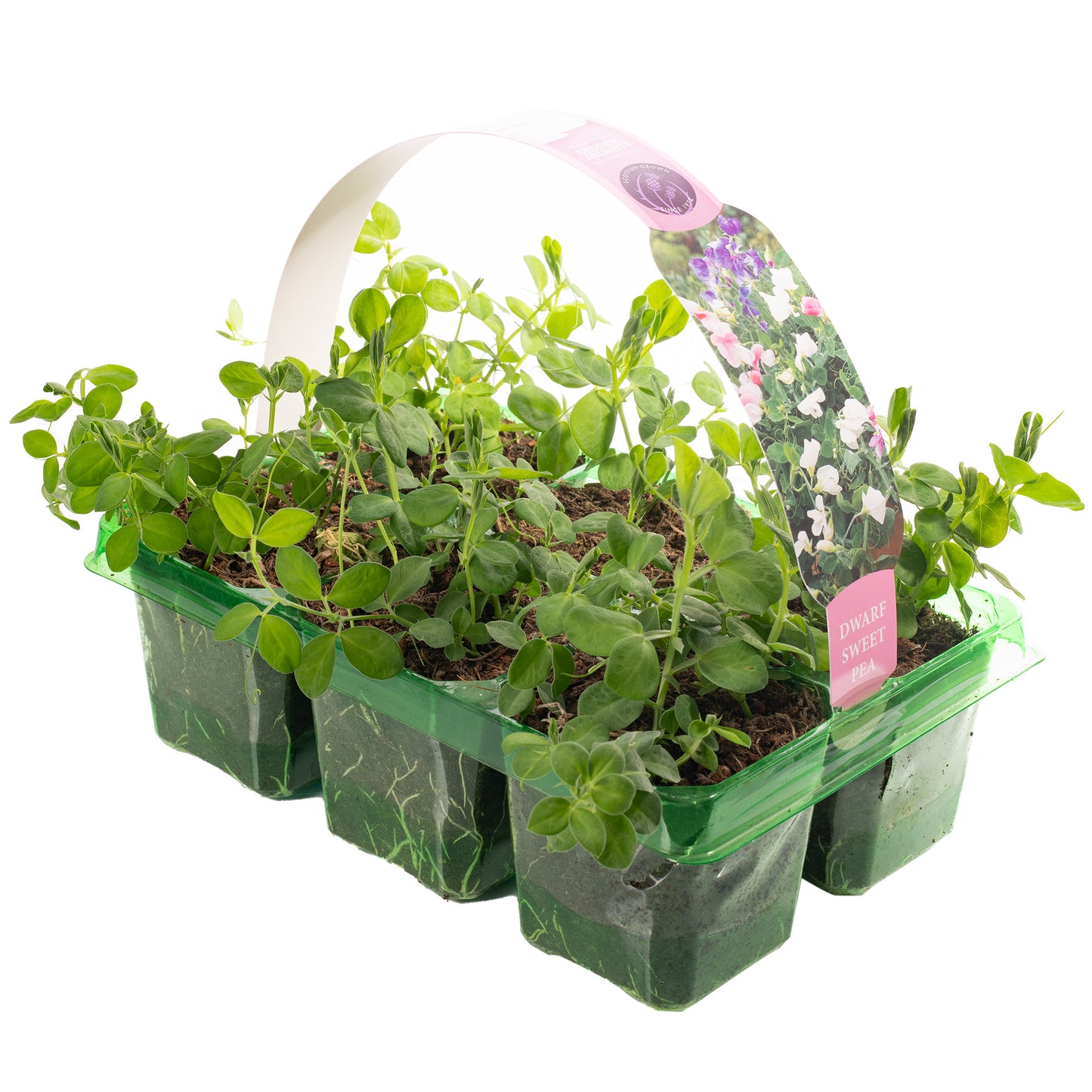 Bedding Plants - Sweet Pea Tall (9cm, Pack of 6)