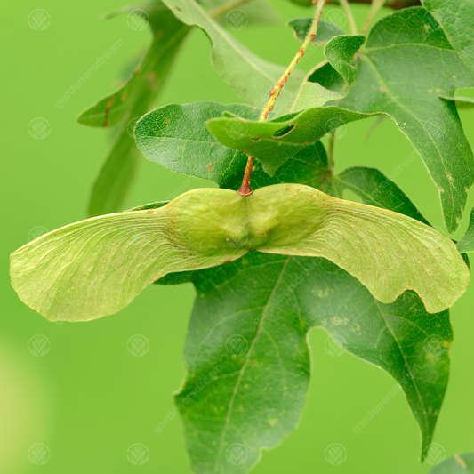 Acer Campestre Tree (12L, 5-6ft)