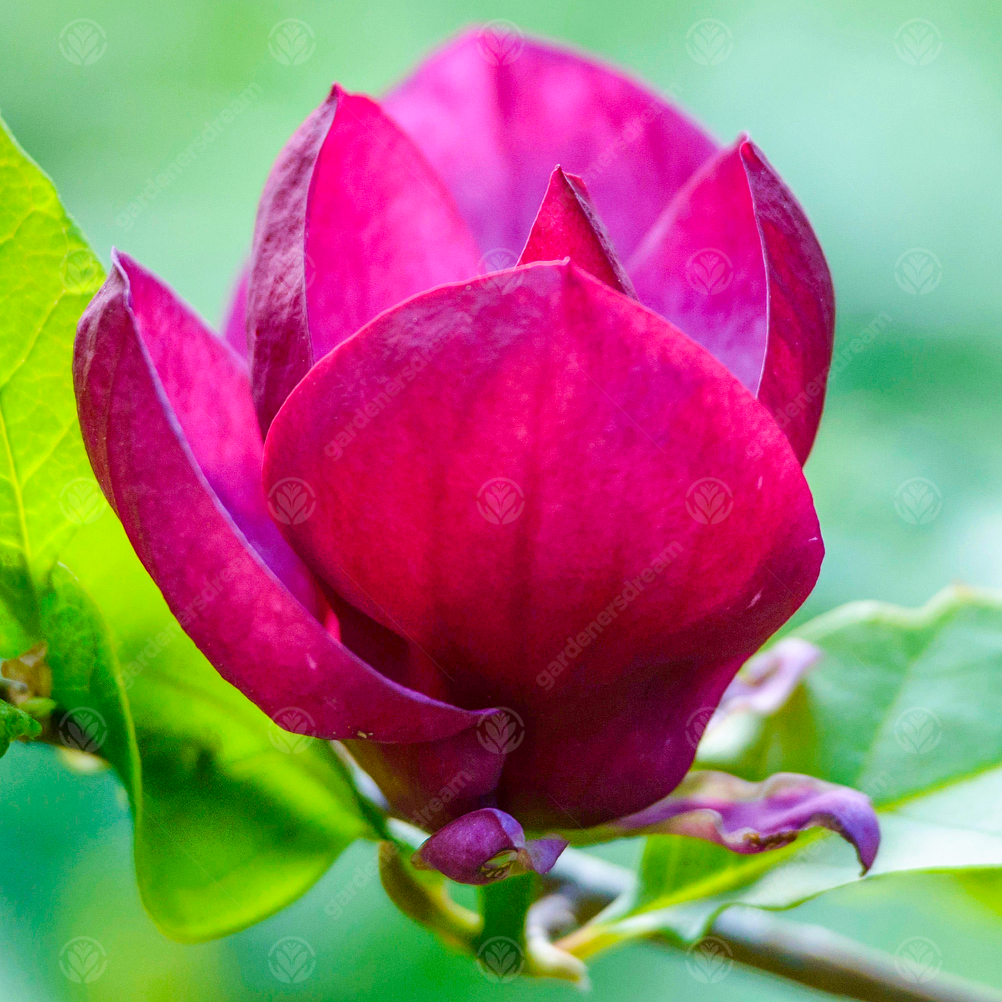 Magnolia Genie Tree (12L, 5-6ft)