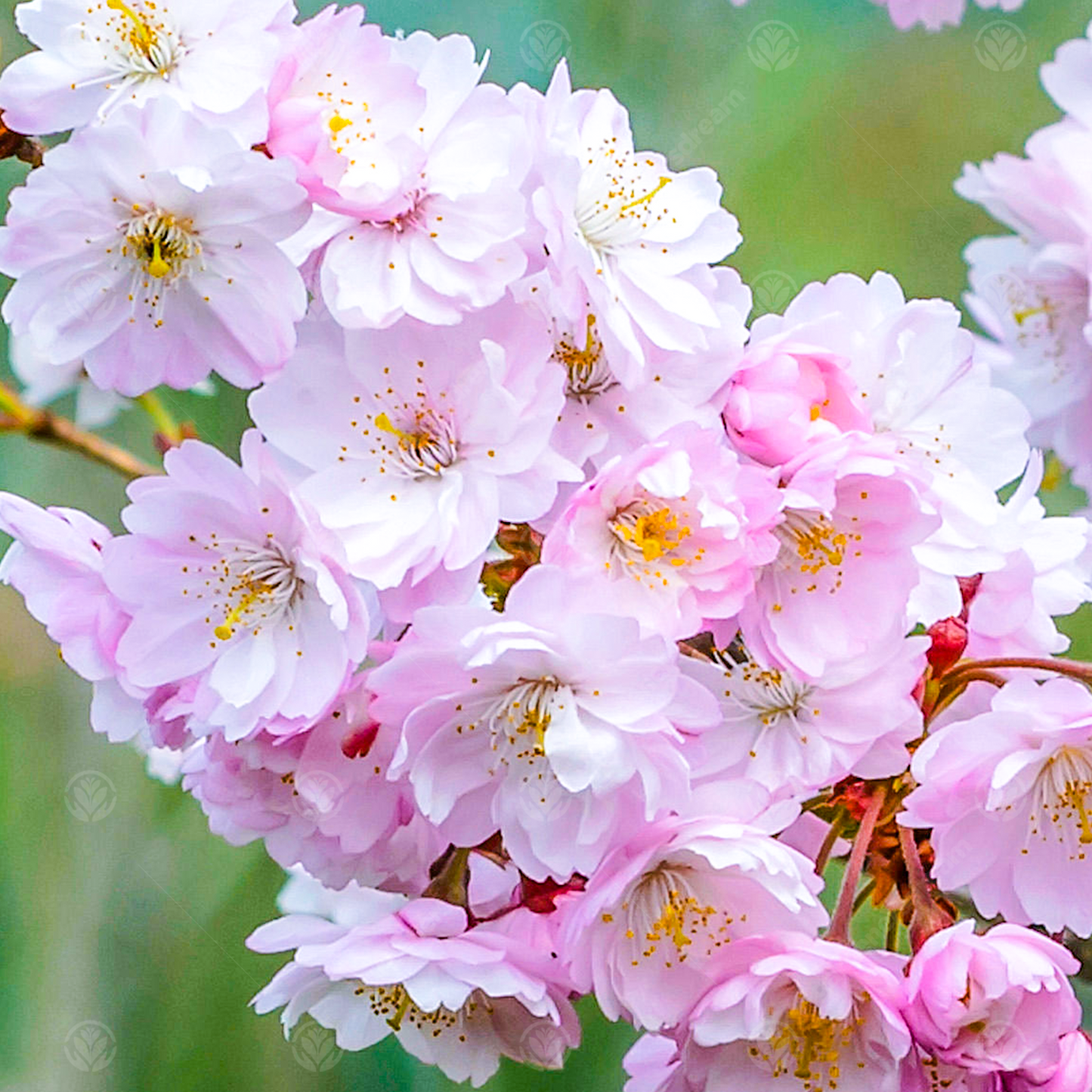 Prunus Autumnalis Rosea Tree (12L, 5-6ft)