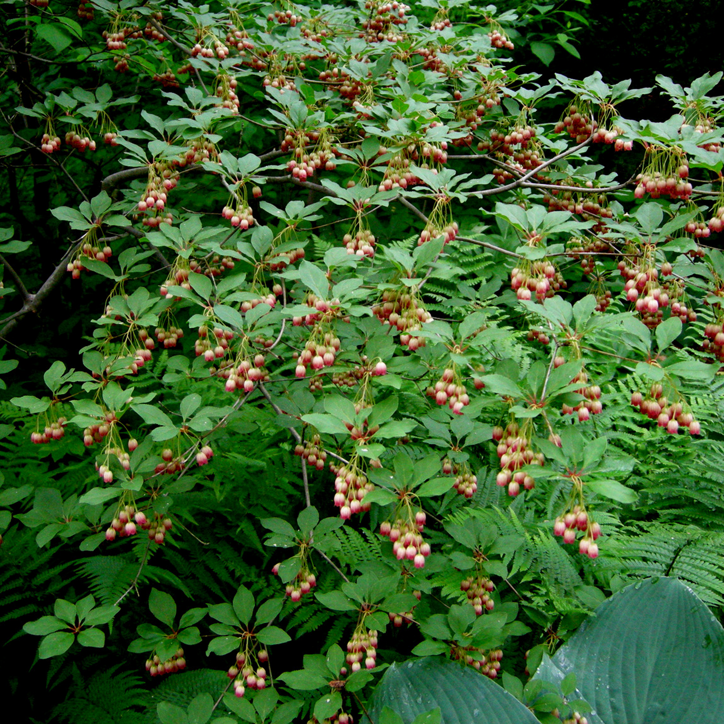 Enkianthus Red Bells (9cm)