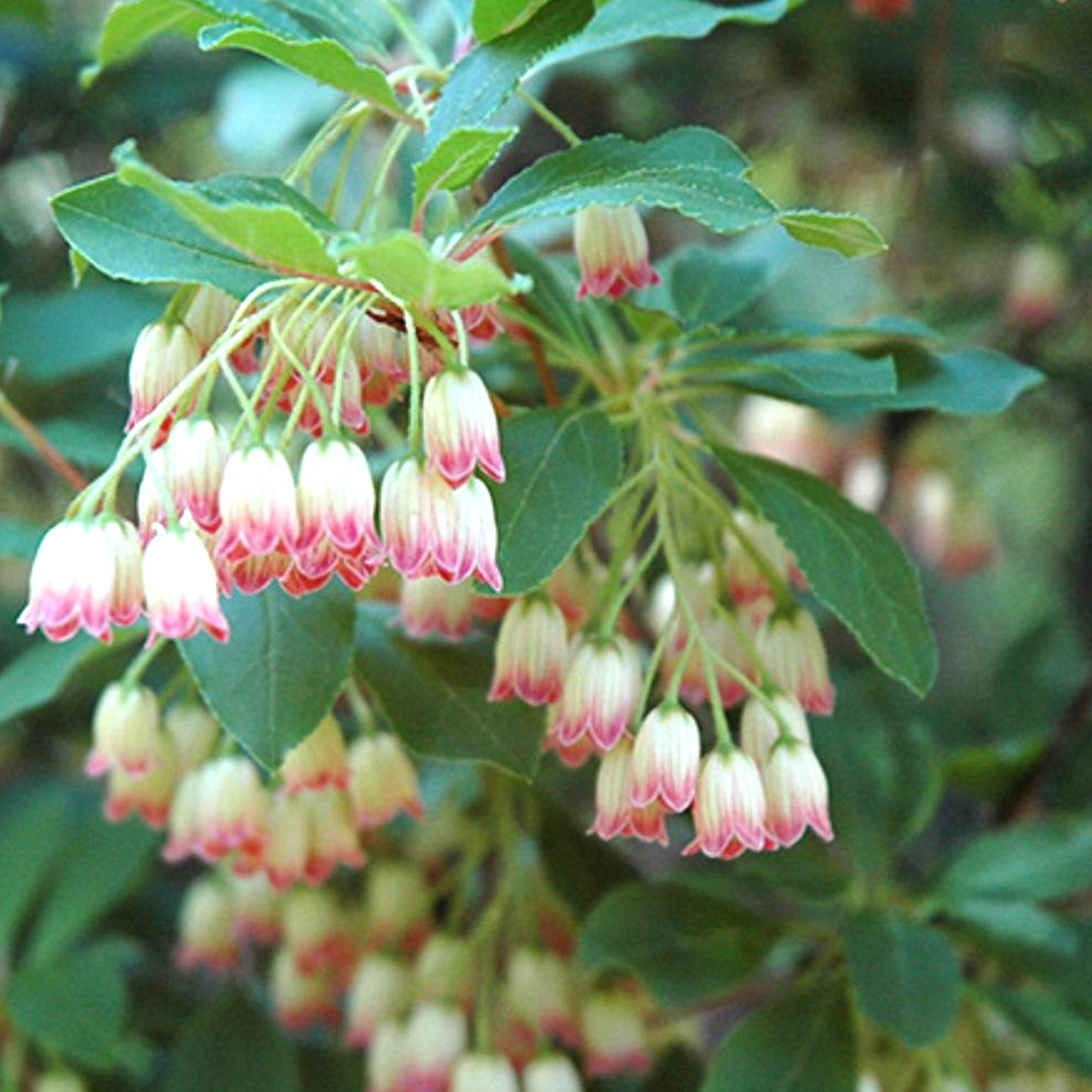 Enkianthus Red Bells (9cm)